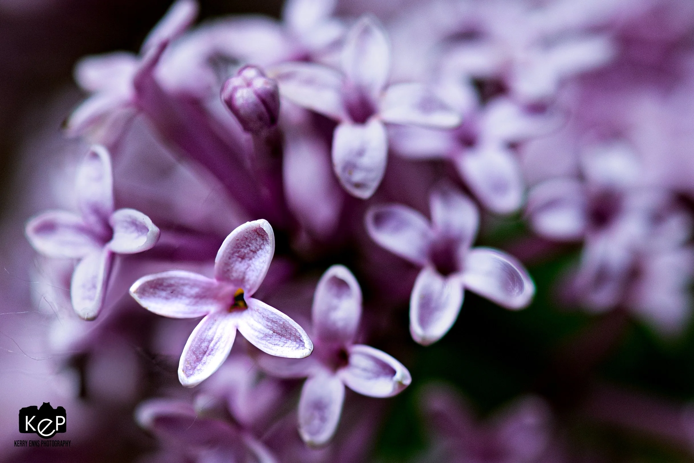 Lilacs-1-Edit.jpg