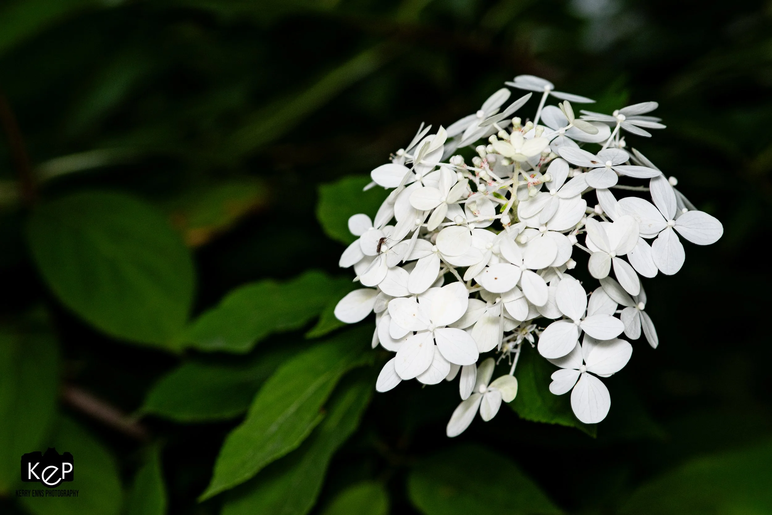 Panicled Hydrangia-3-2.jpg