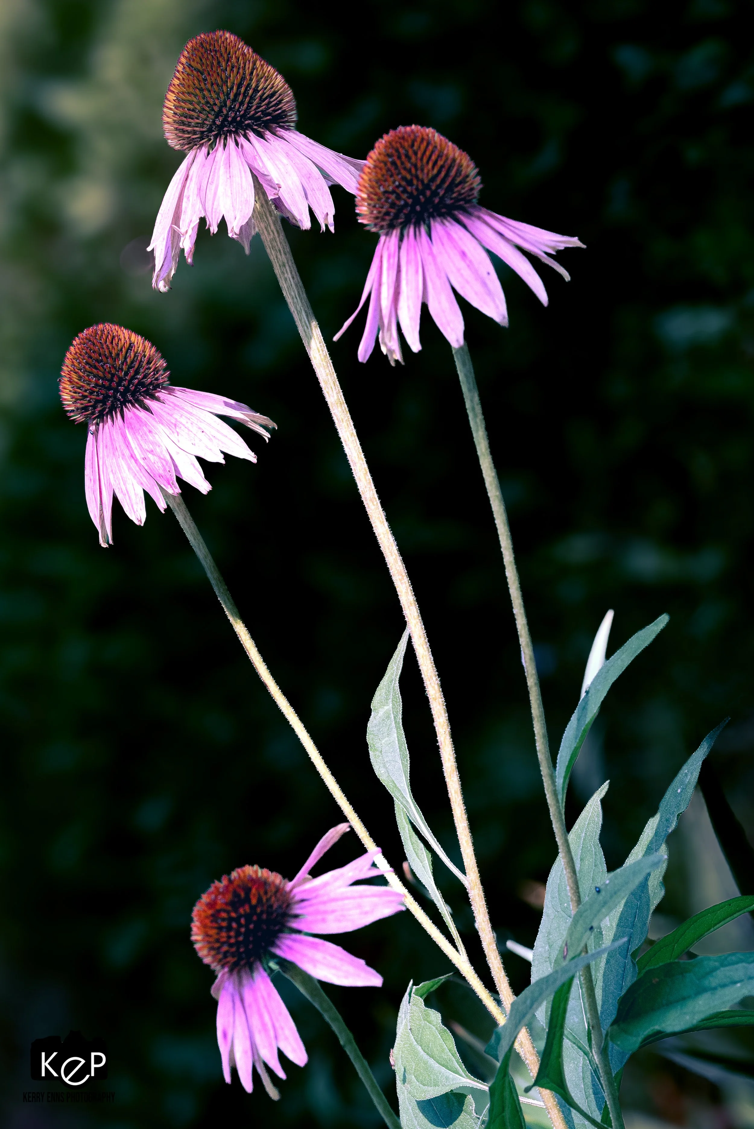 Purple Cone Flower-12.jpg