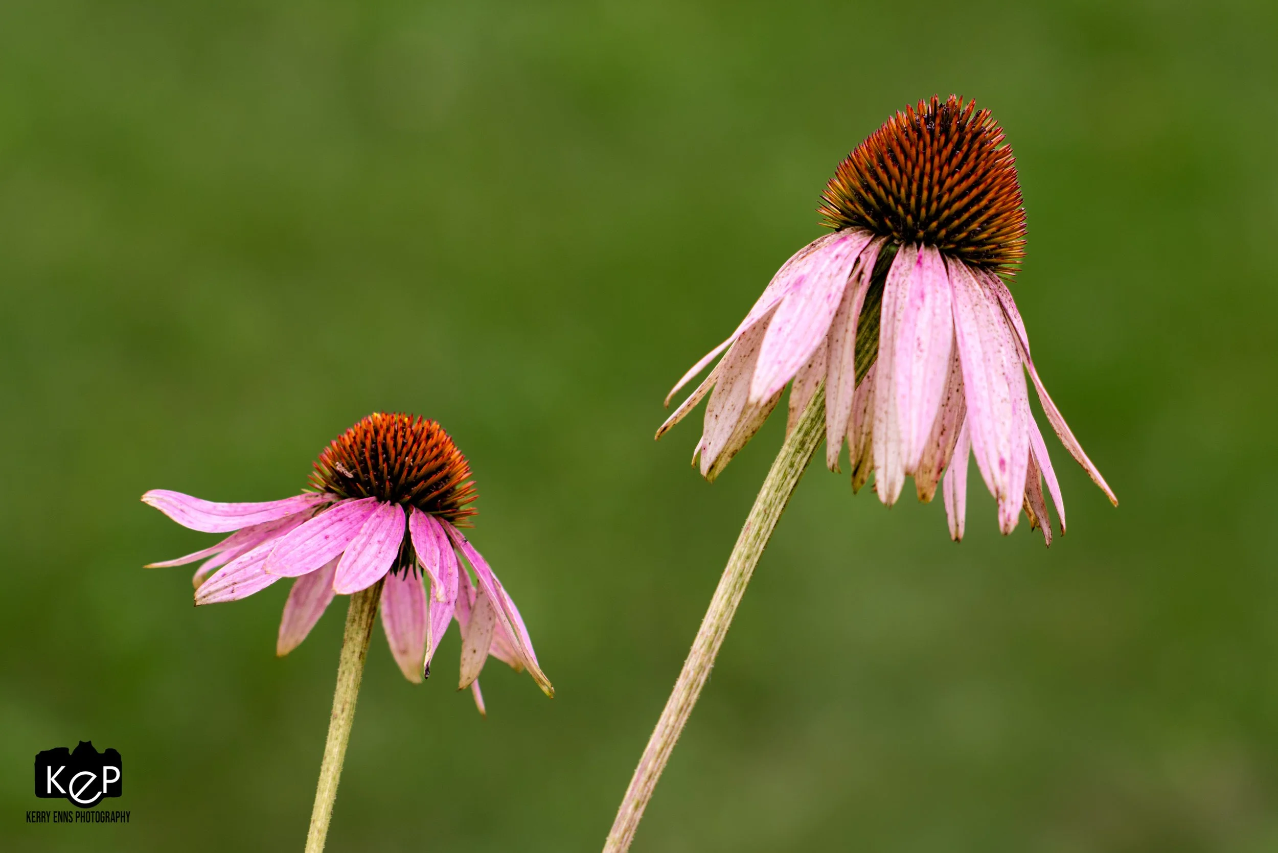 Purple Cone Flower-5.jpg