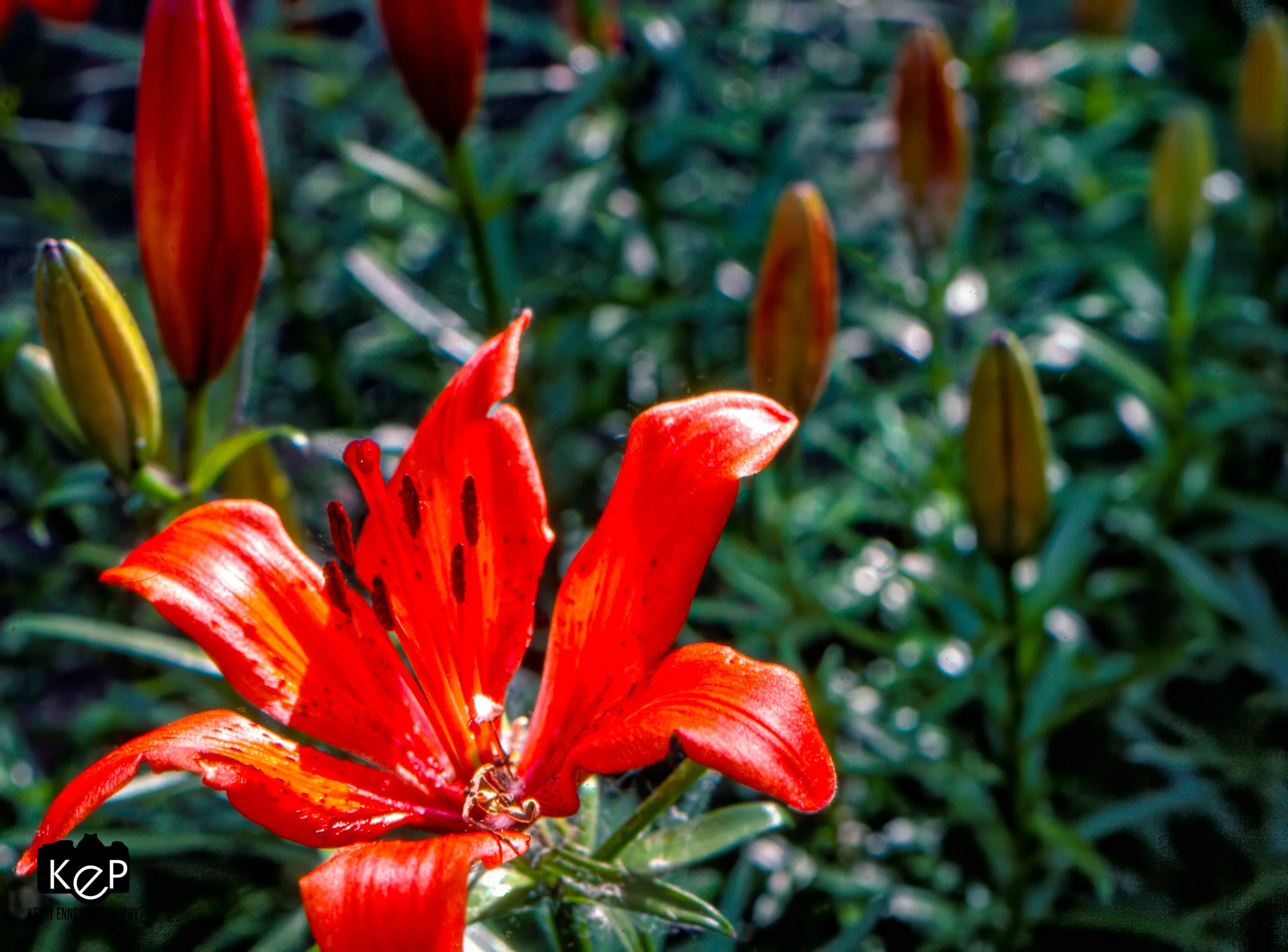 Tiger Lily-4-Edit-2.jpg