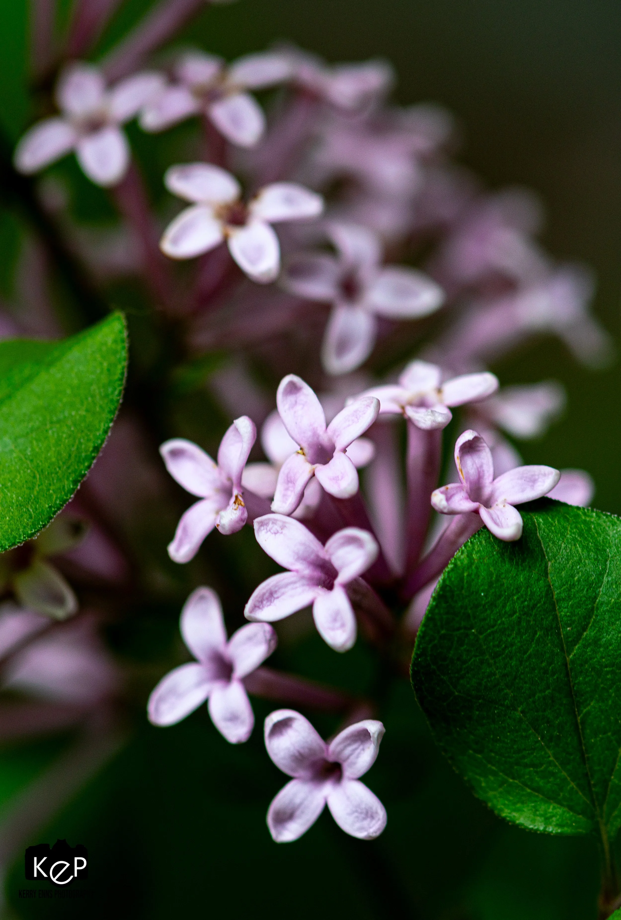 Lilacs-6-2.jpg