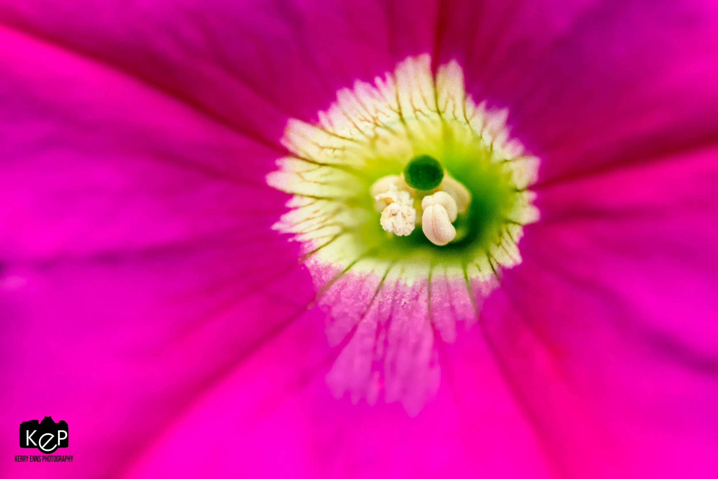 Petunias-11-Edit.jpg