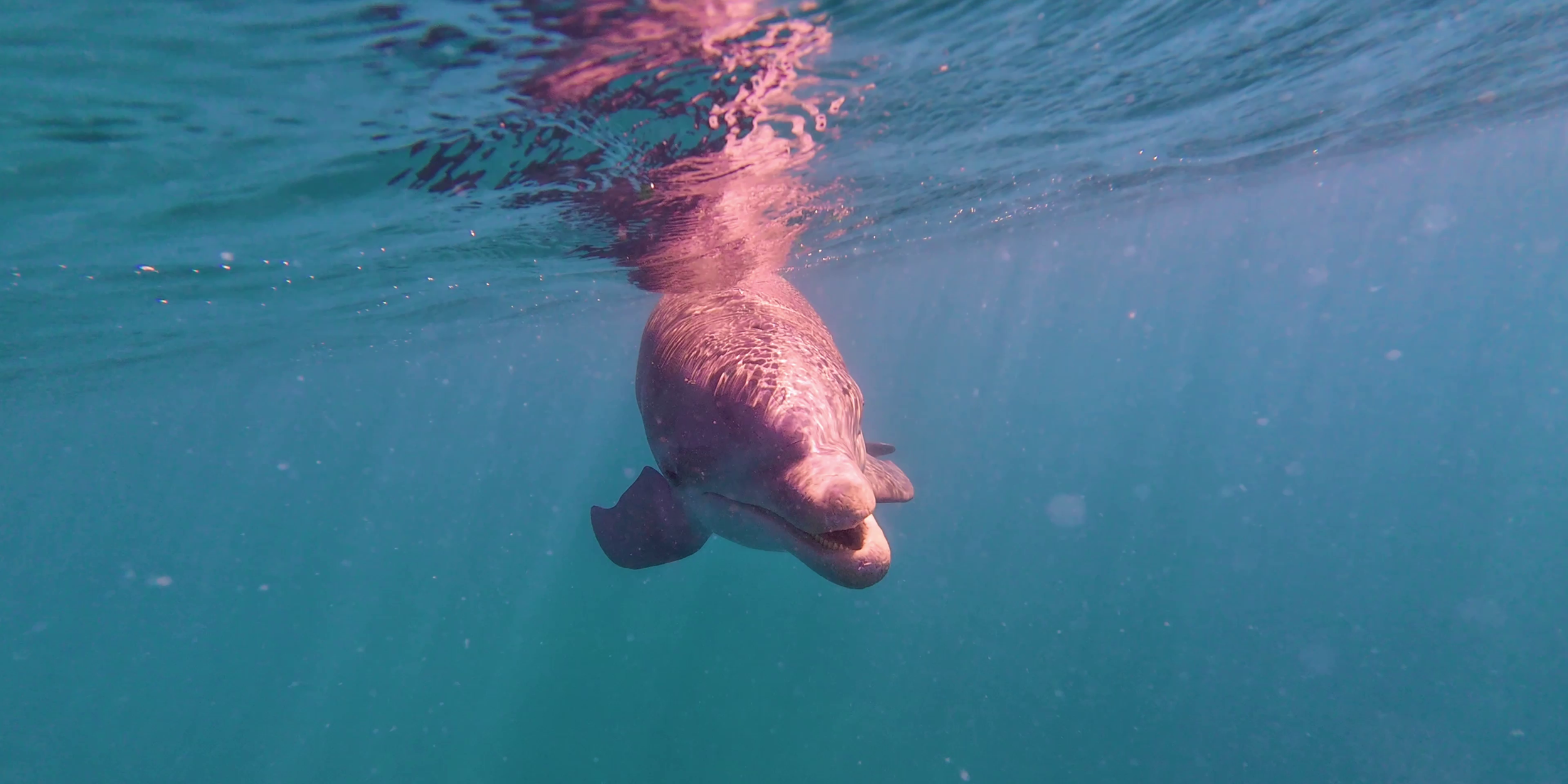 wild-dolphins-brewers-bay-usvi