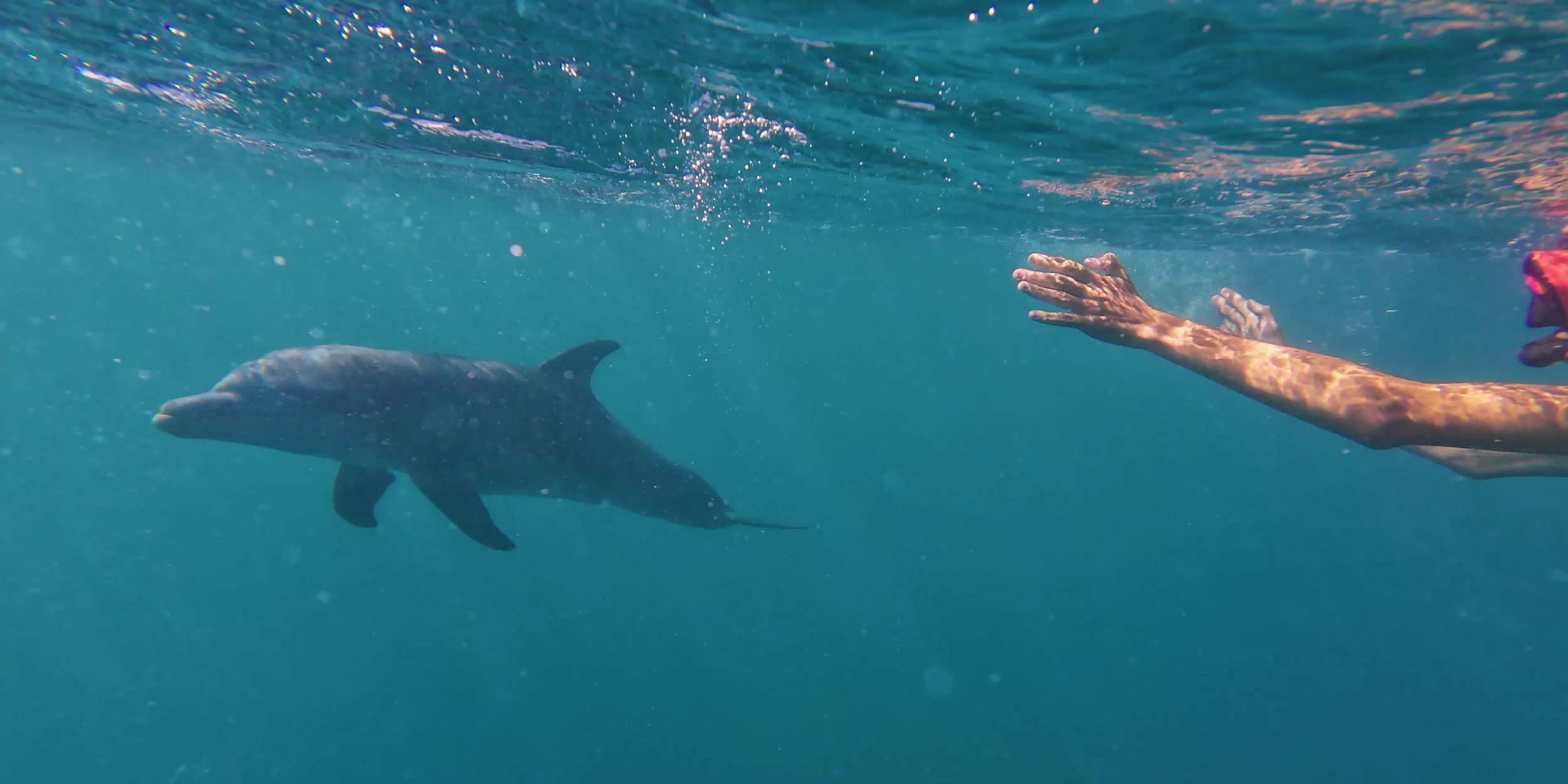 wild-dolphins-brewers-bay-usvi