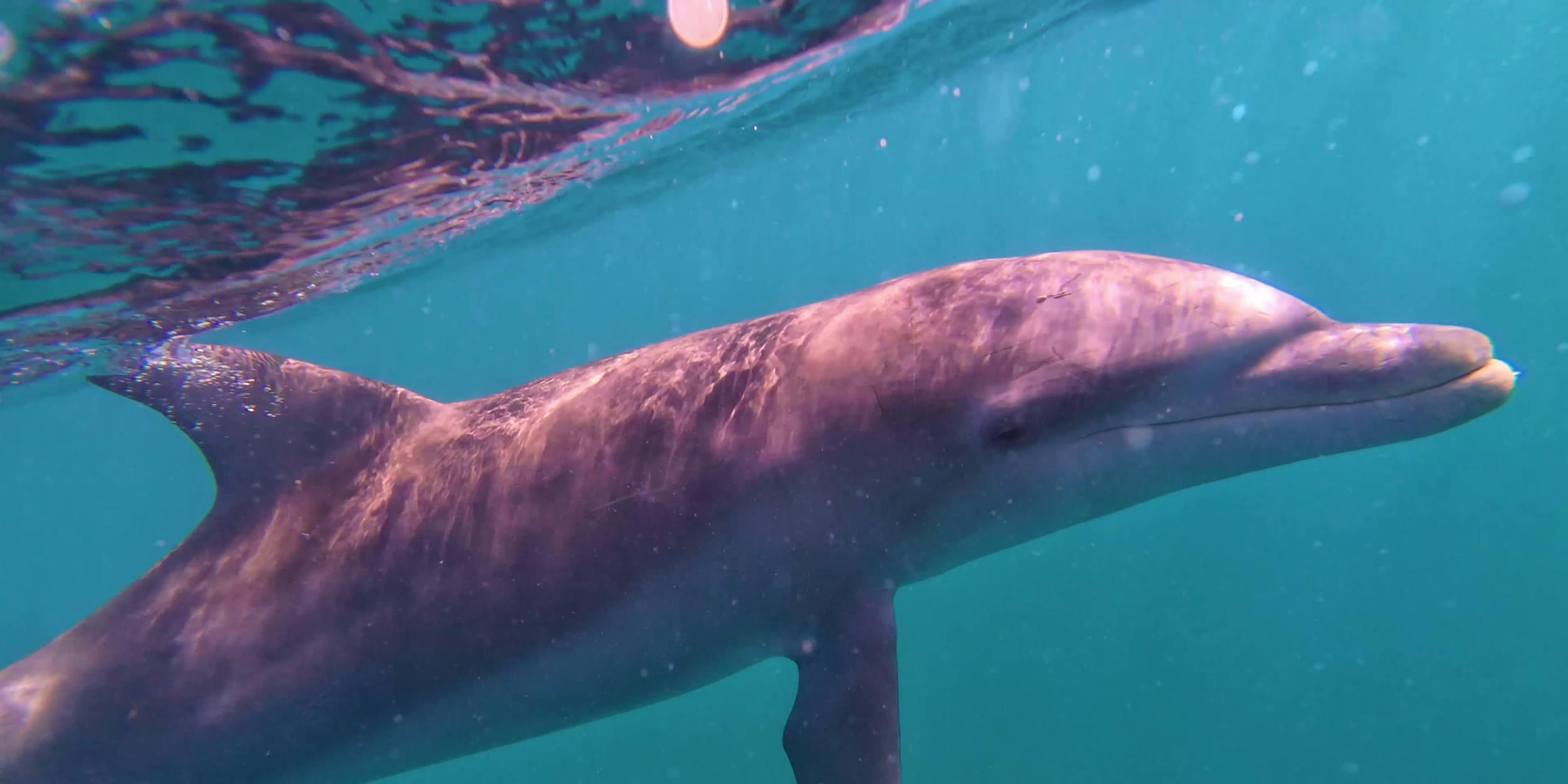 wild-dolphins-brewers-bay-usvi