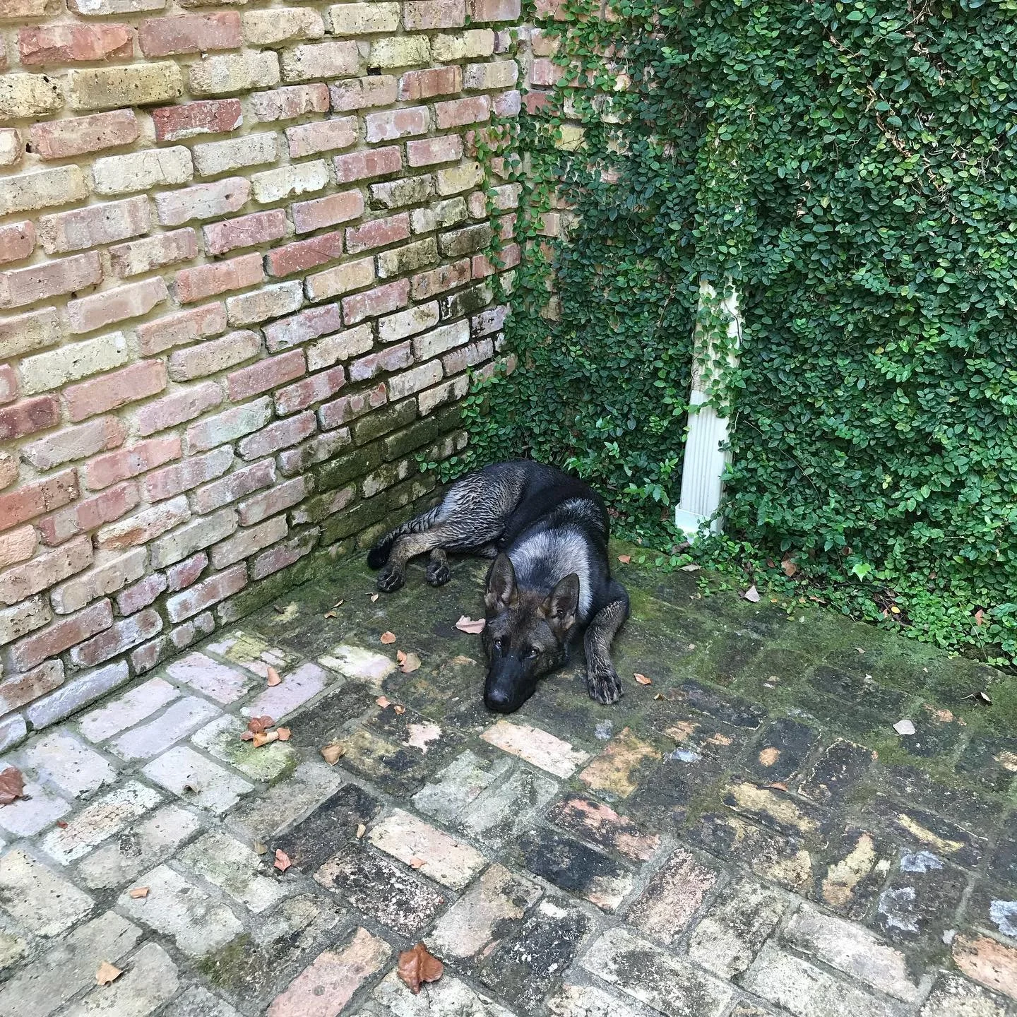 East Texas power washing brick home cleaning. Power washing side of home