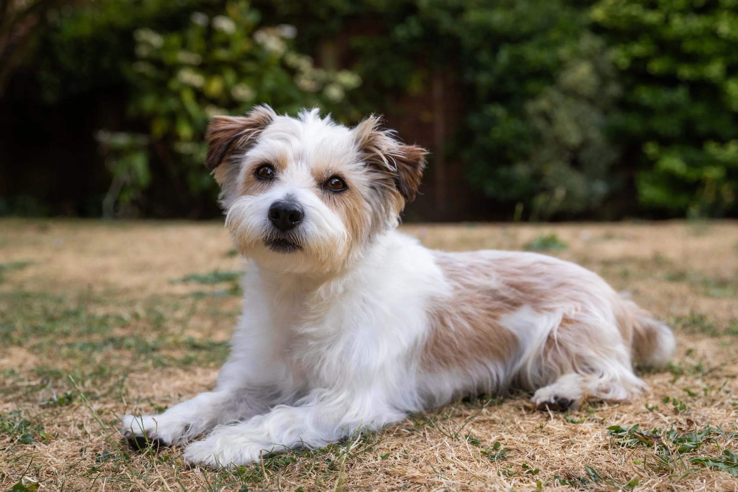 Bertie.jpg
