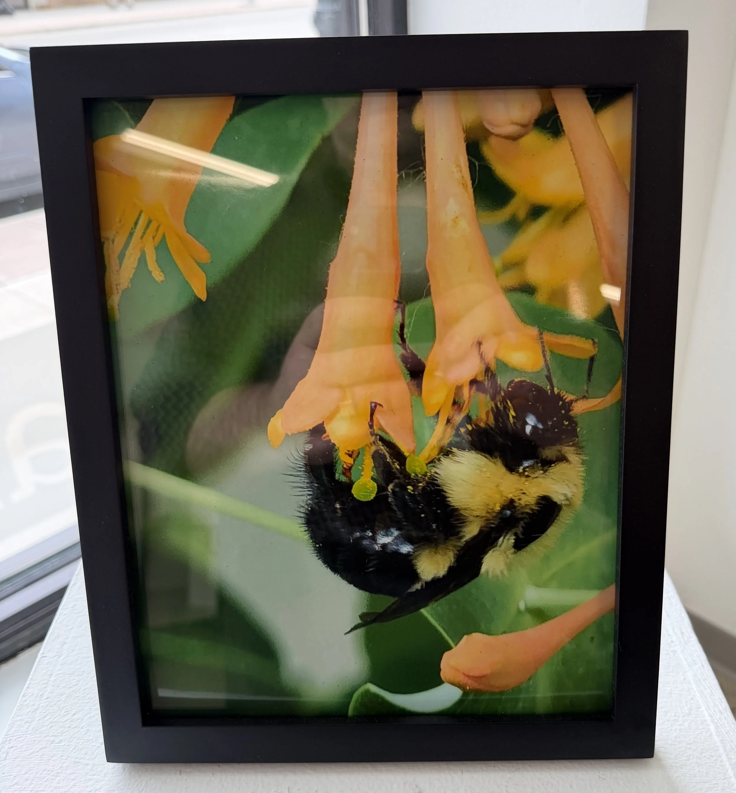 06 Pollinator.jpeg