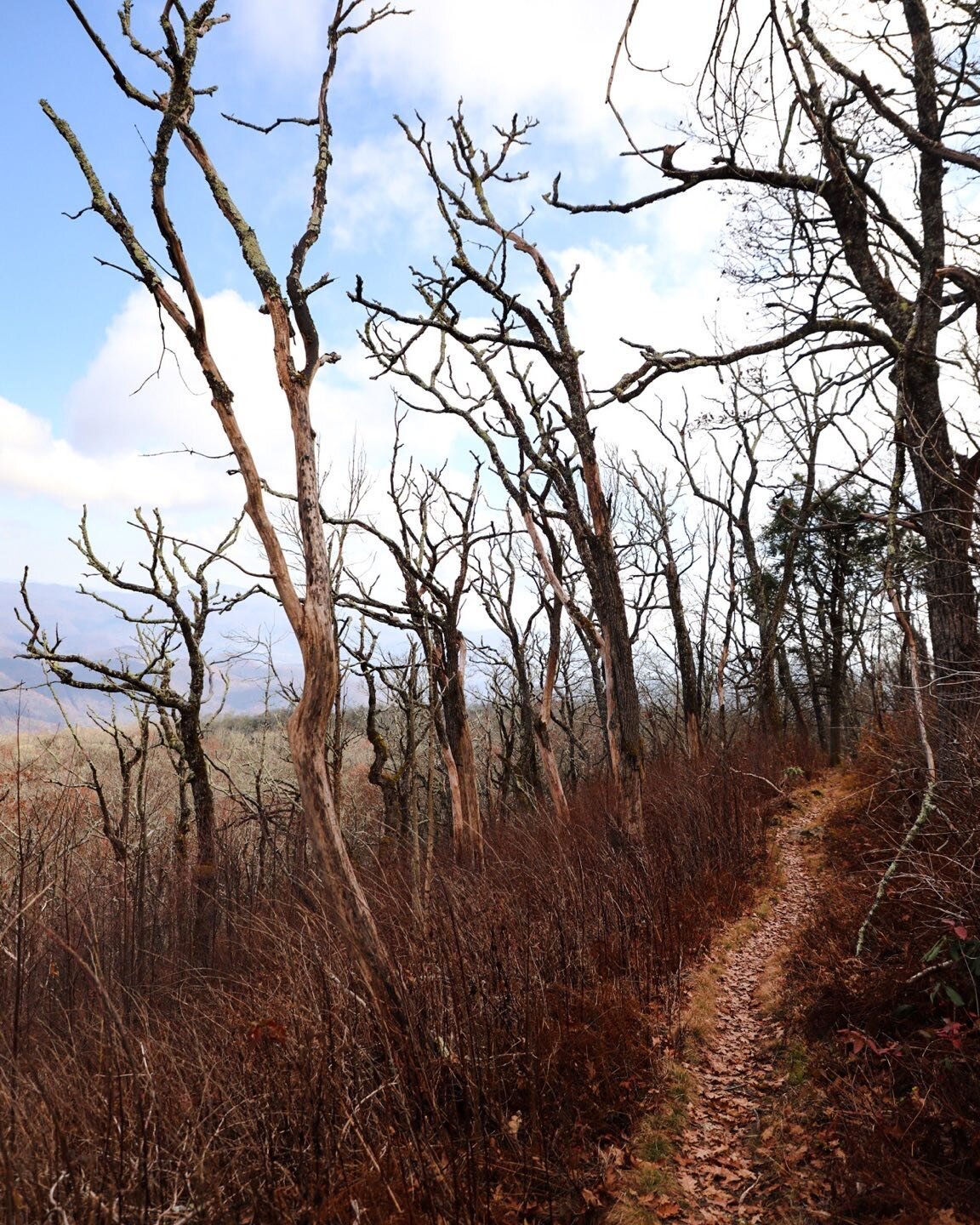 Today&rsquo;s #wipwednesday excerpt is from my first solo backpacking trip. I&rsquo;d done a couple short overnights in Louisiana, but after I got my Wilderness First Aid cert, I drove into the Nantahala Wilderness and set out on a 3 day, 2 night tri