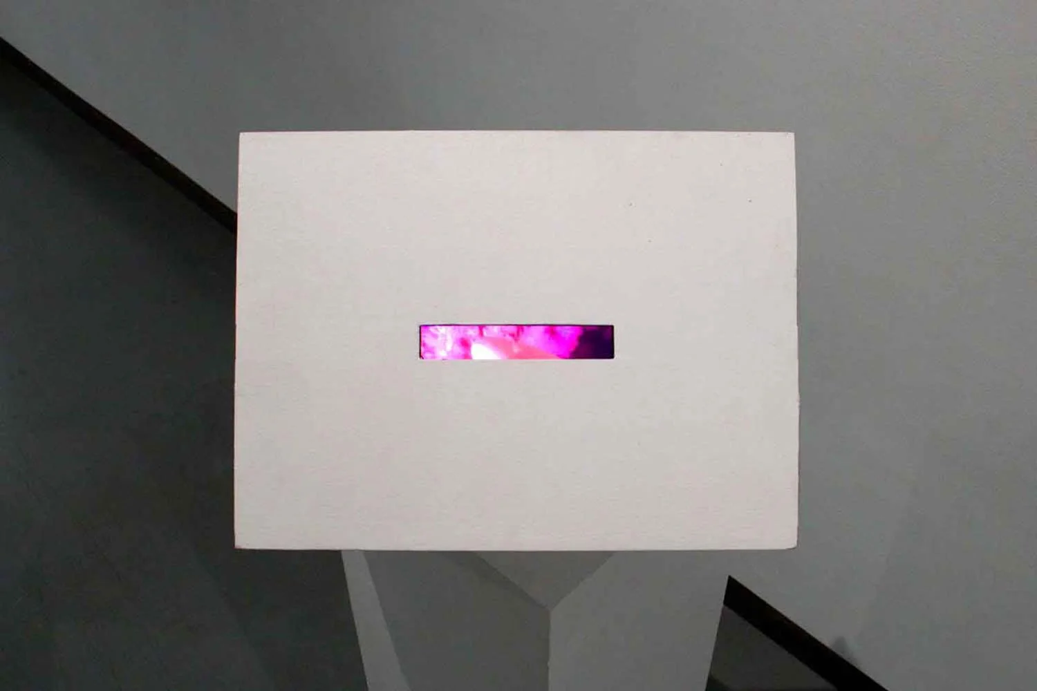 Cryptoflora Viewing Boxes