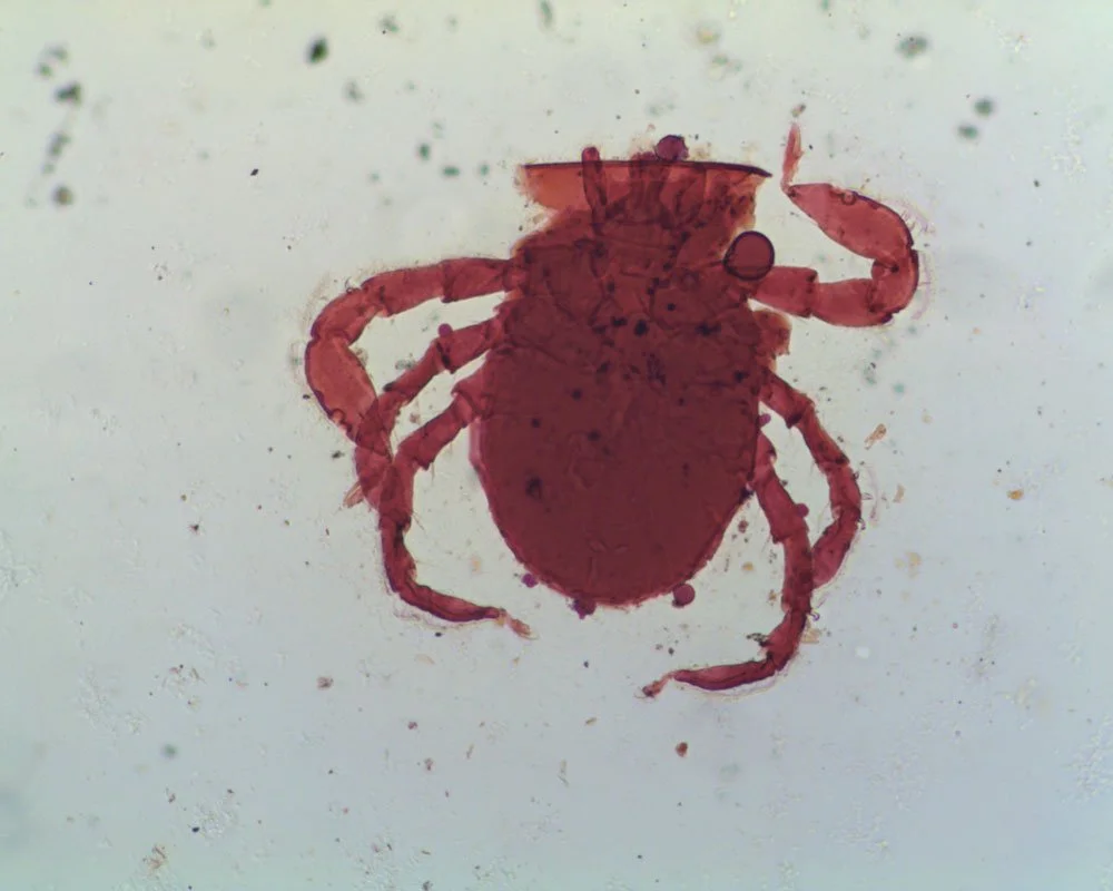 American Dog Tick. Dermacentor variabilis