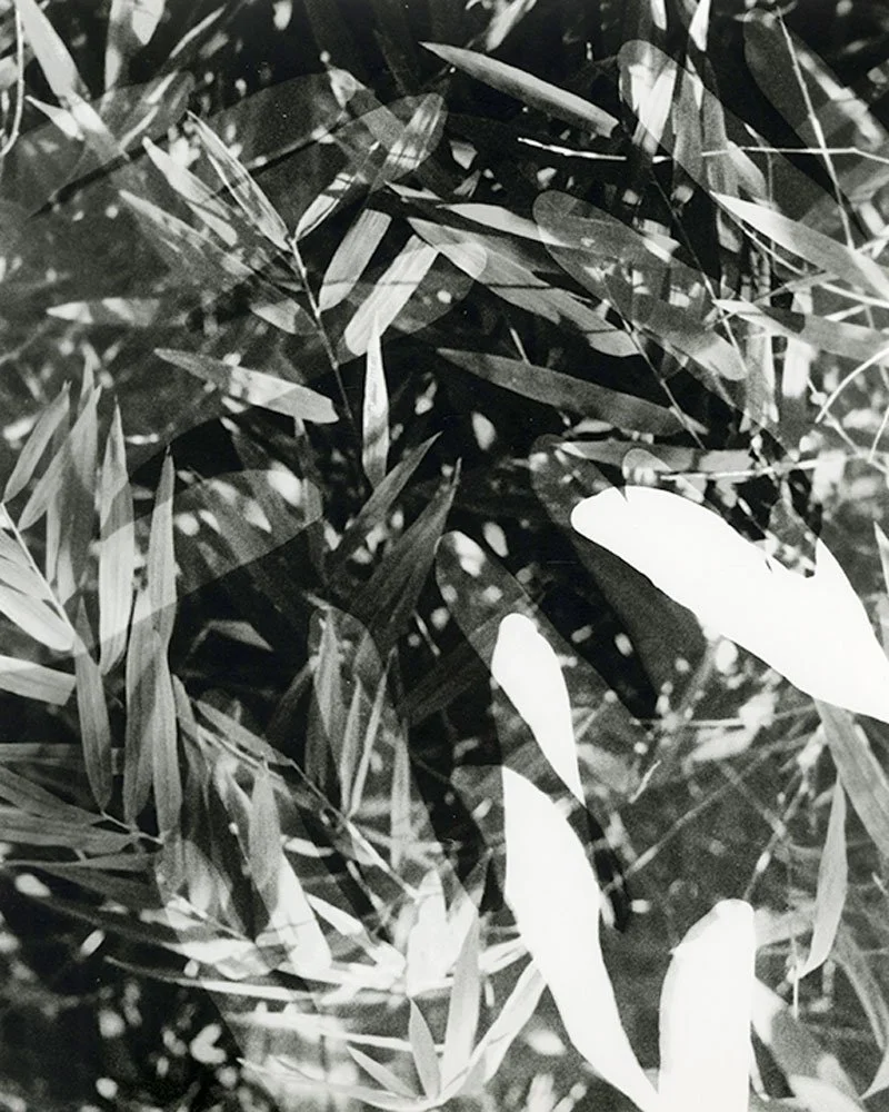 rachelguardiola_field.jpg