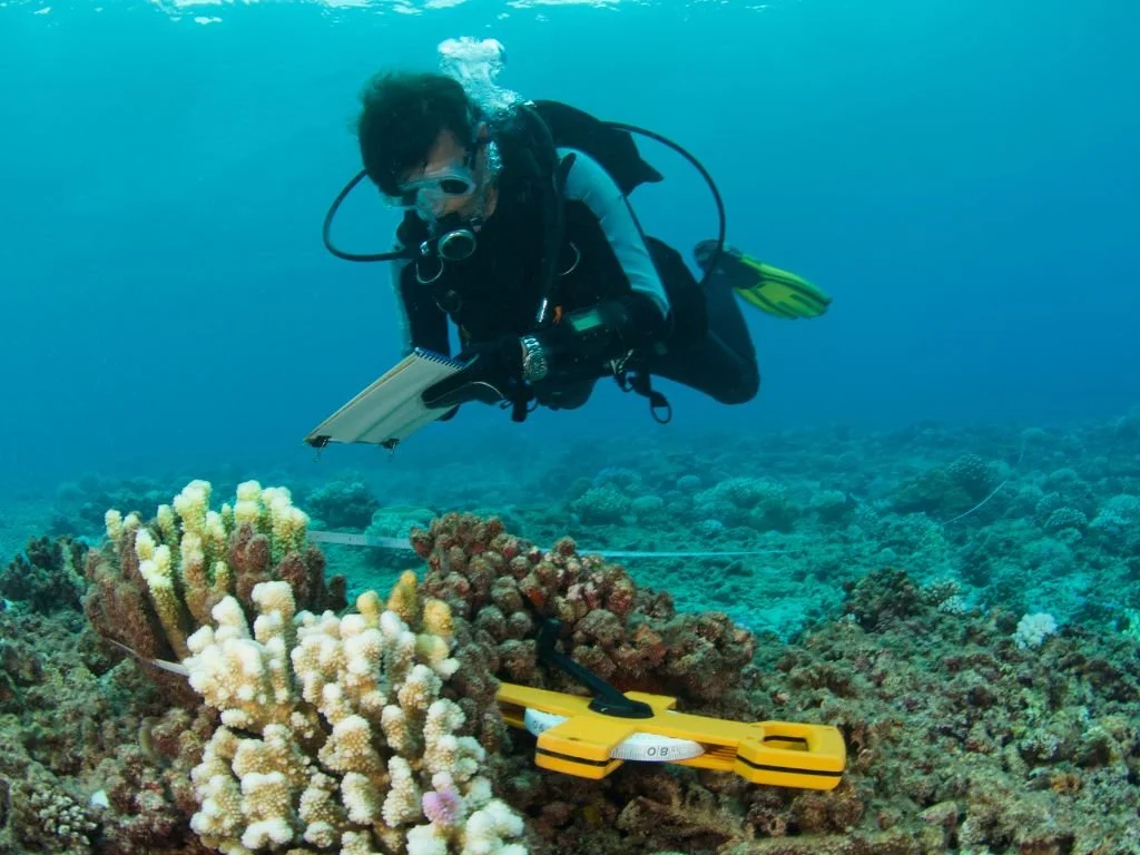 25 Certifications to Boost Your Resume and Launch Your Marine Science Career