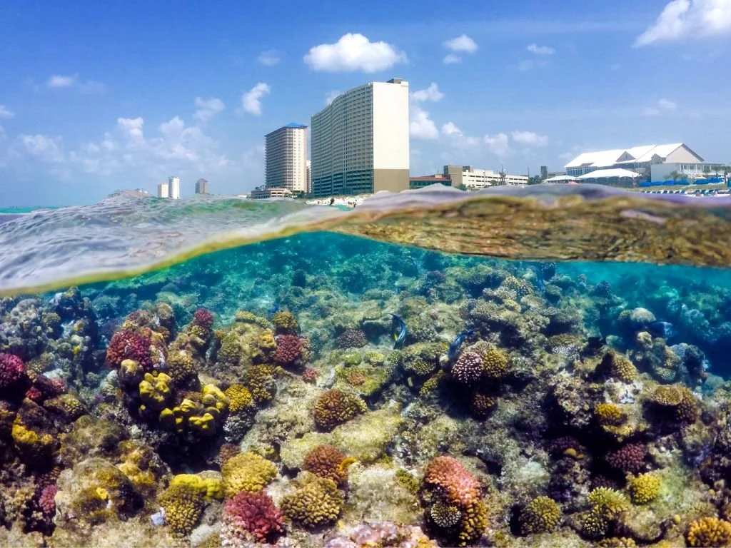 Why Ocean Conservation Starts in Your Own Backyard