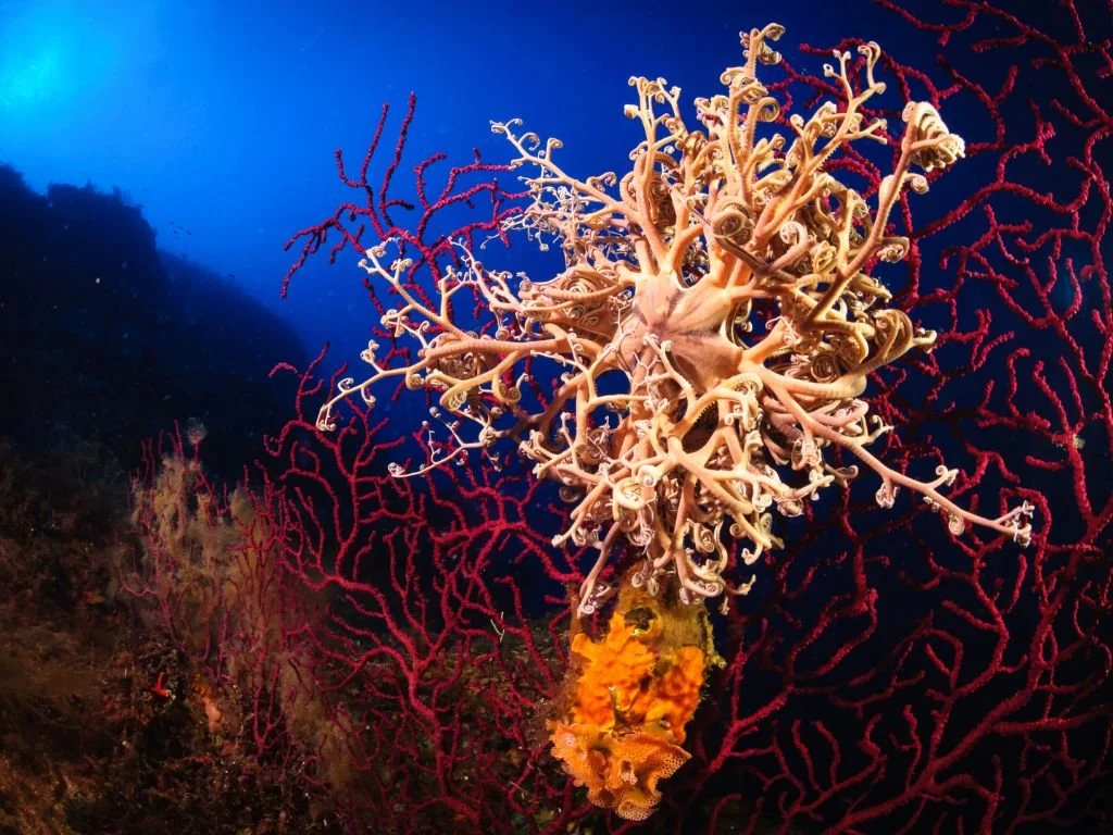 10 Easter-Themed Ocean Animals You’ll Love