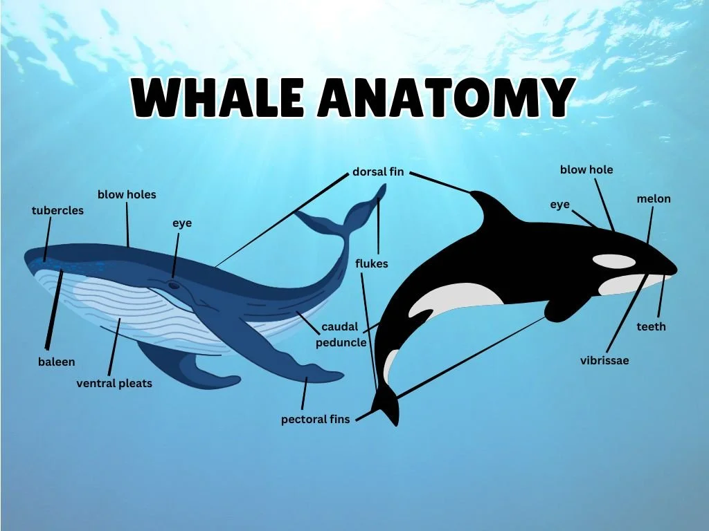 Whale Watching 101: A Deep Dive into Anatomy, Biology and Behavior of These Incredible Ocean Giants