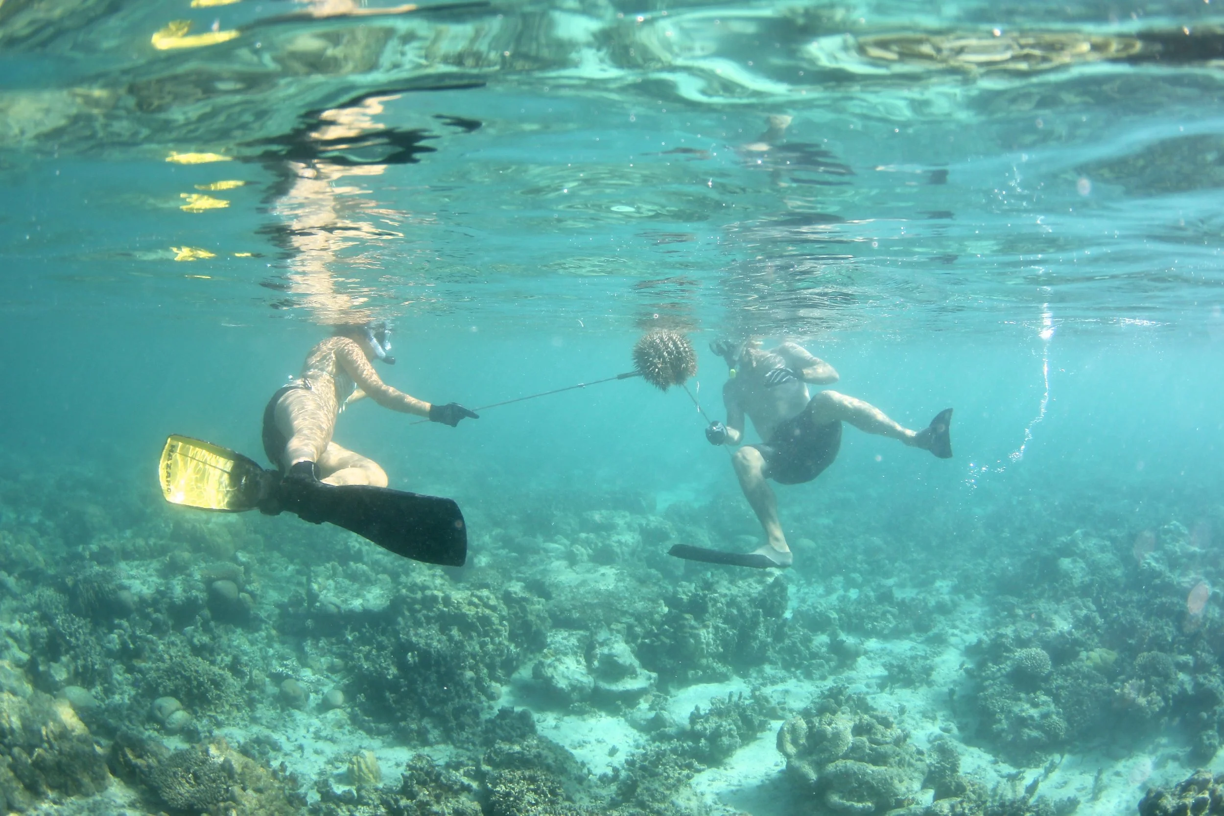 Cots Preditors Exploring the Crown-of-Thorns SeaStar: A Master's Thesis in Marine ...