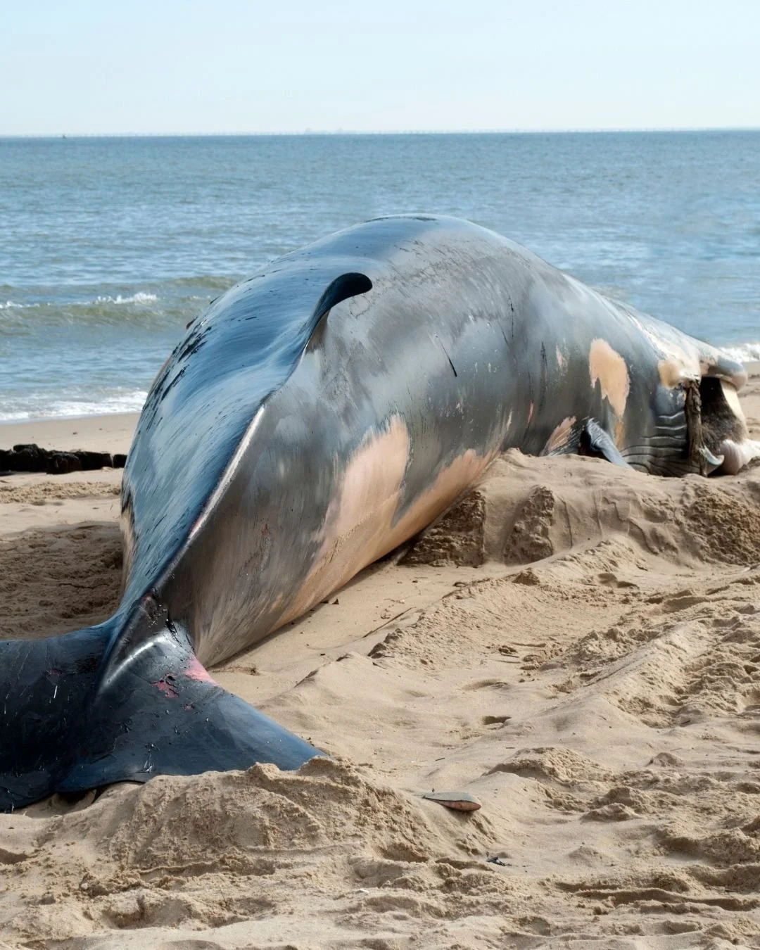 Why Whales Matter: Celebrating World Whale Day Through Action ...