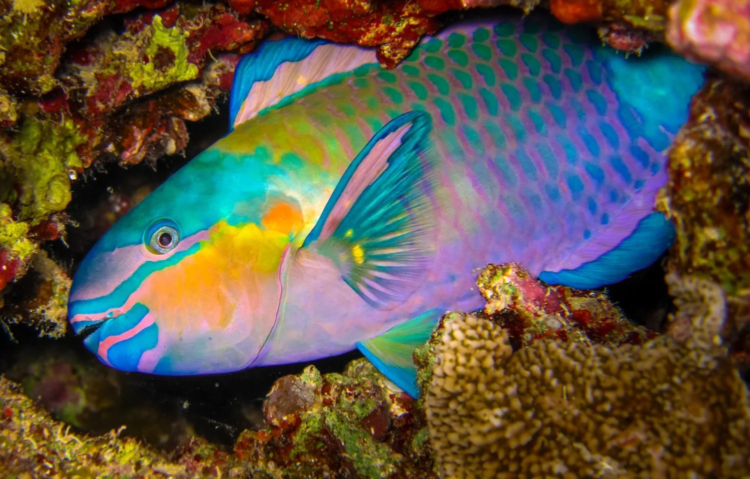The Ocean is Queer: Exploring Diversity in Marine Life 🌈 — Kaimana ...