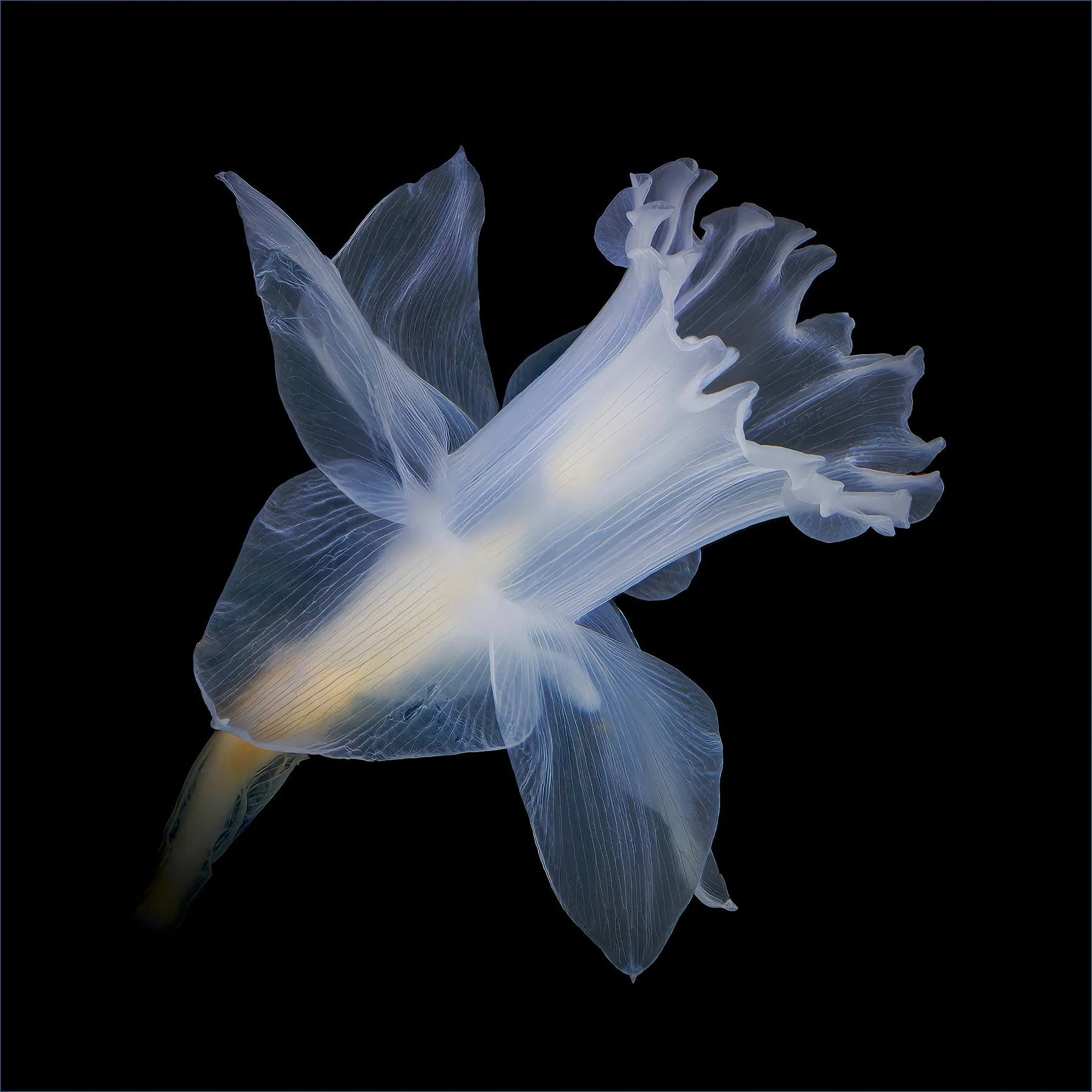 Translucent daffodil 2.jpg