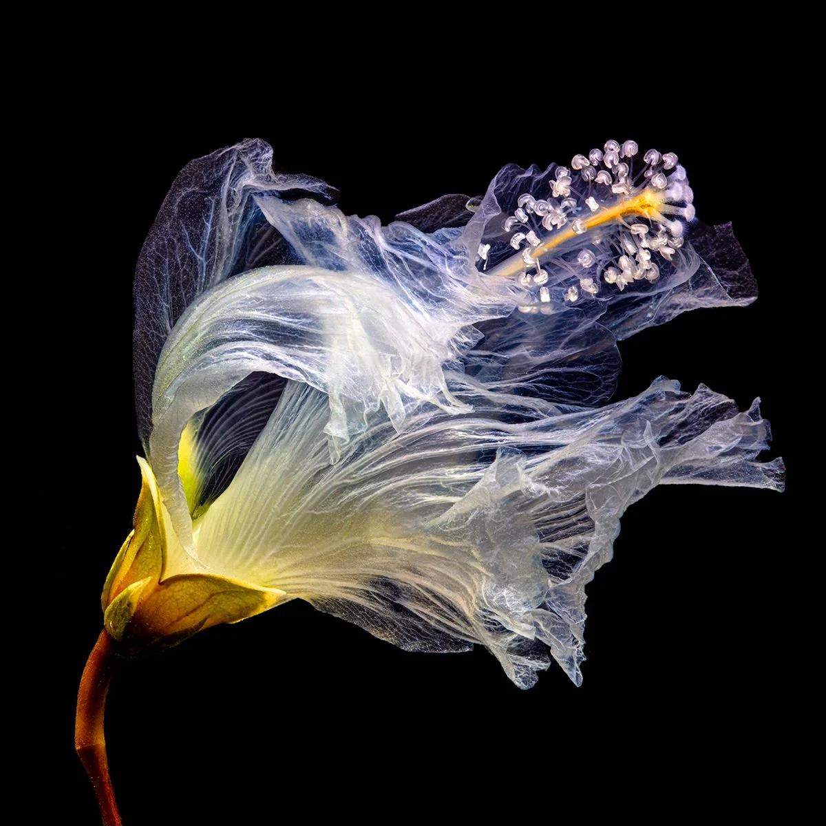 Ghostly Swaying
