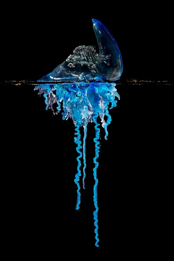 Sailing Blue Bottle Jellyfish