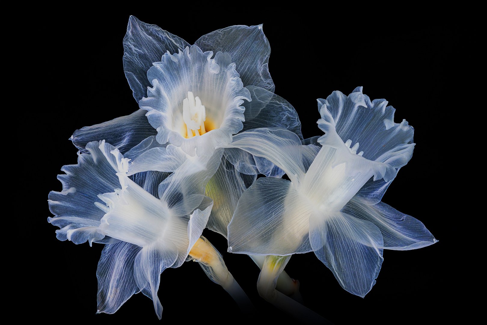 Three daffodils 2183 to 2212.jpg