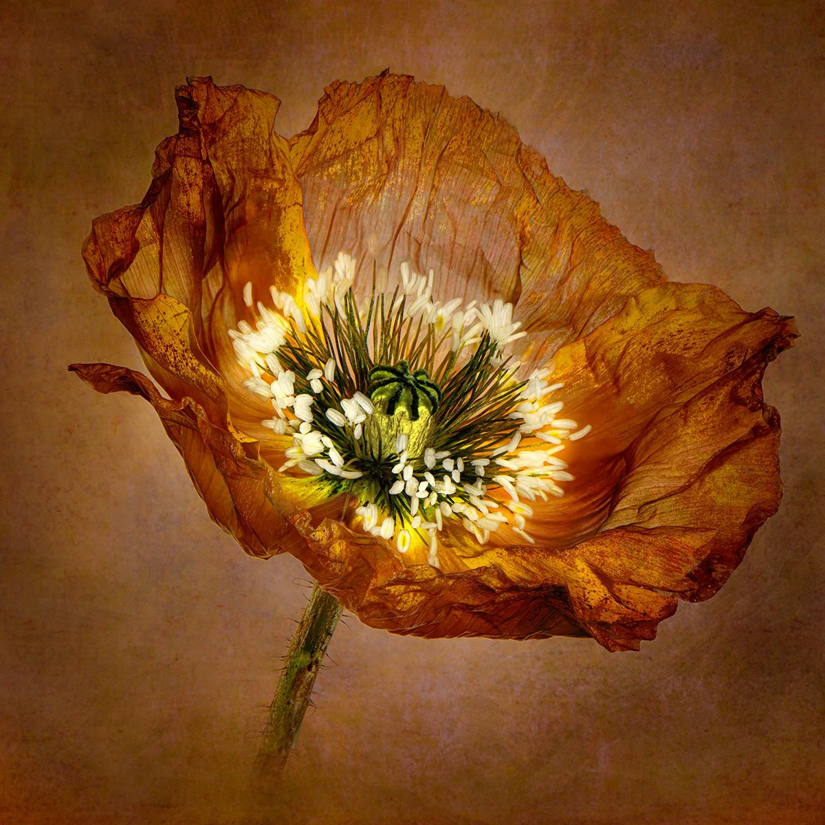 Orange Poppy