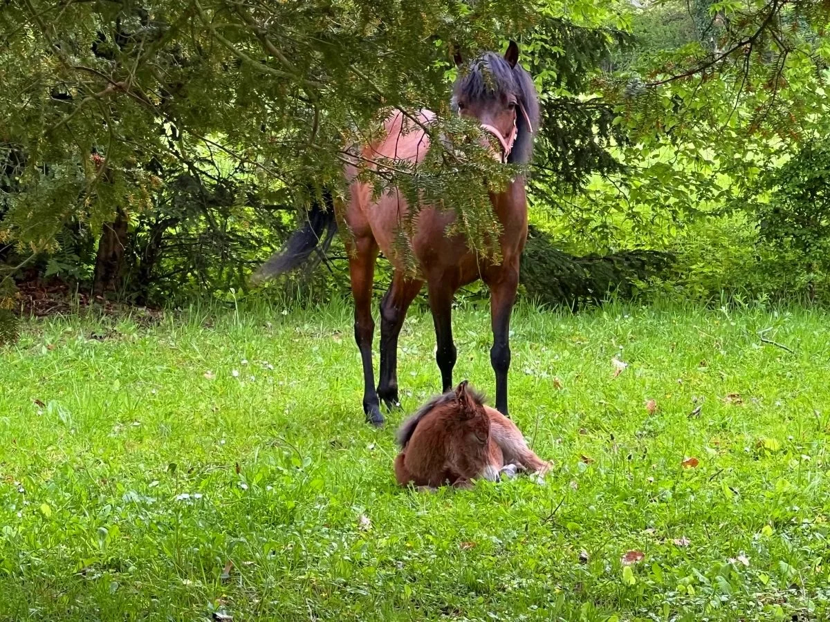 Caspian mare with foal hiding behind an evergreen tree