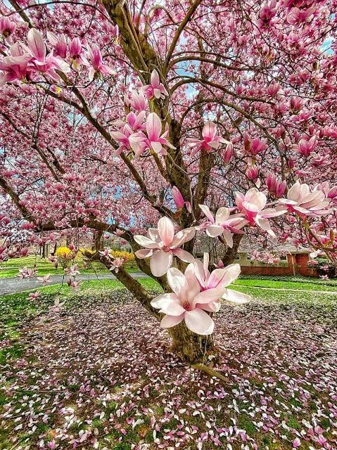 Sweet Magnolia