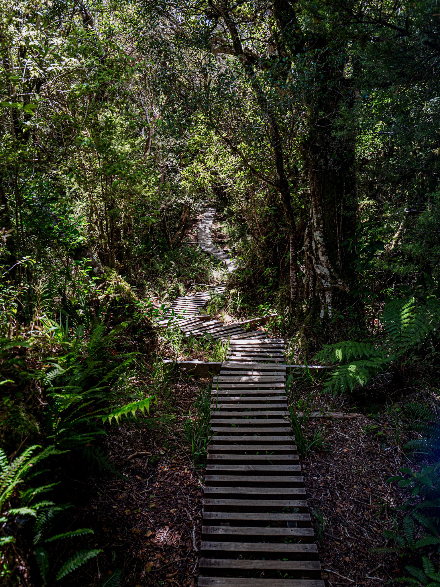 Der Weg zum Mount Taranaki, 2200 Holzstufen auf 675 Höhenmeter.
