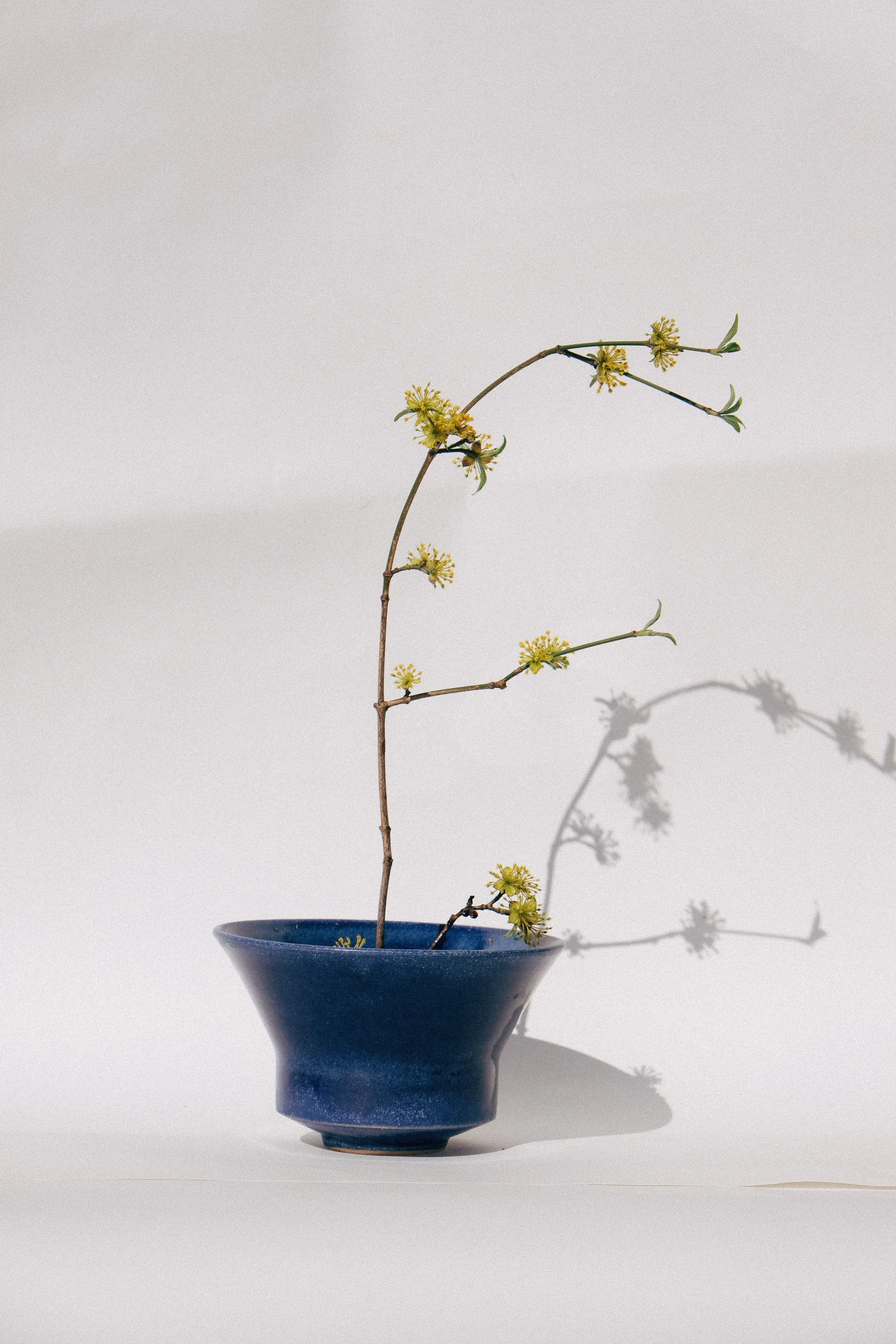 Ikebana Safir