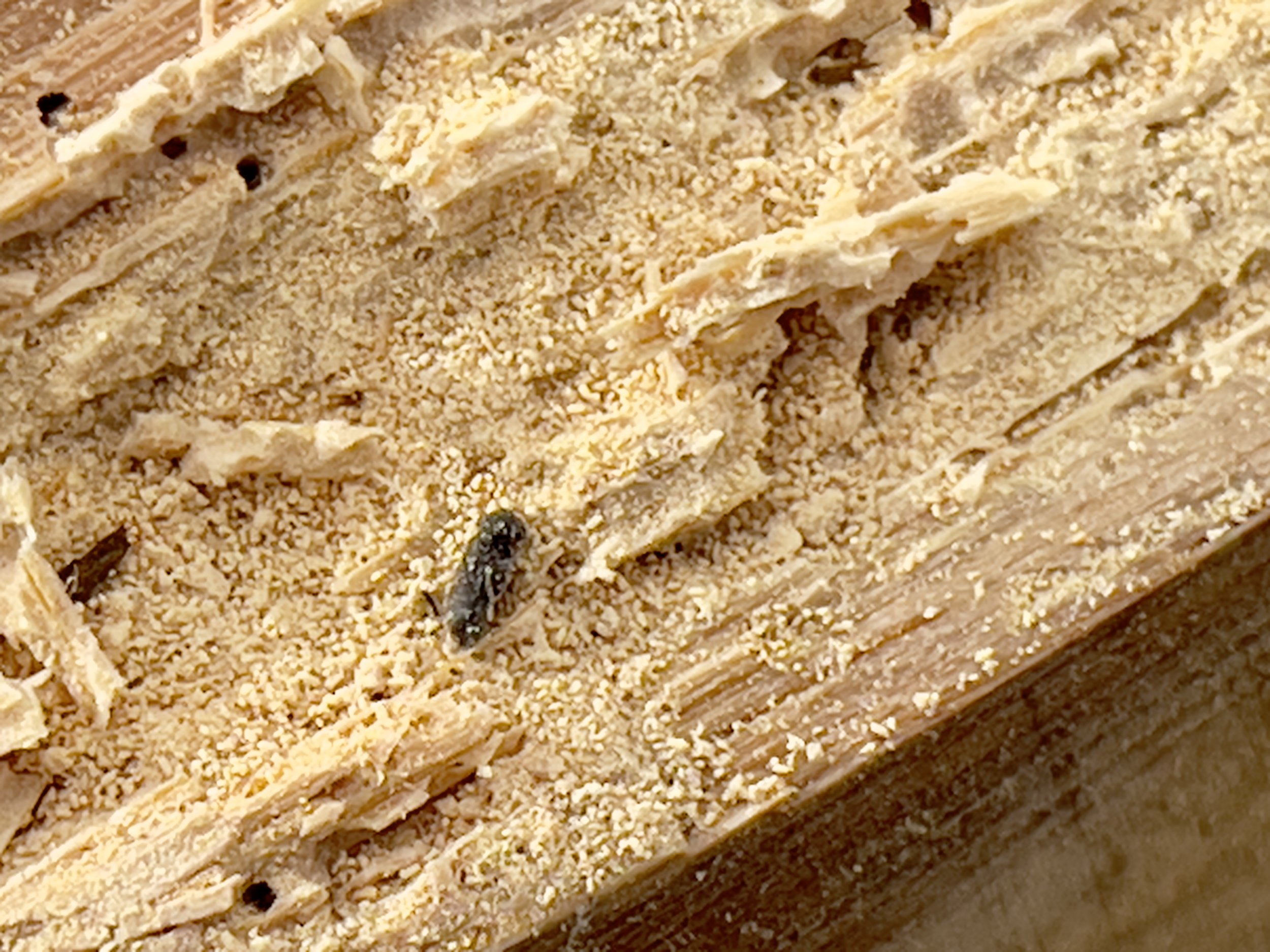 ‘Tis the Season…For Woodworm!