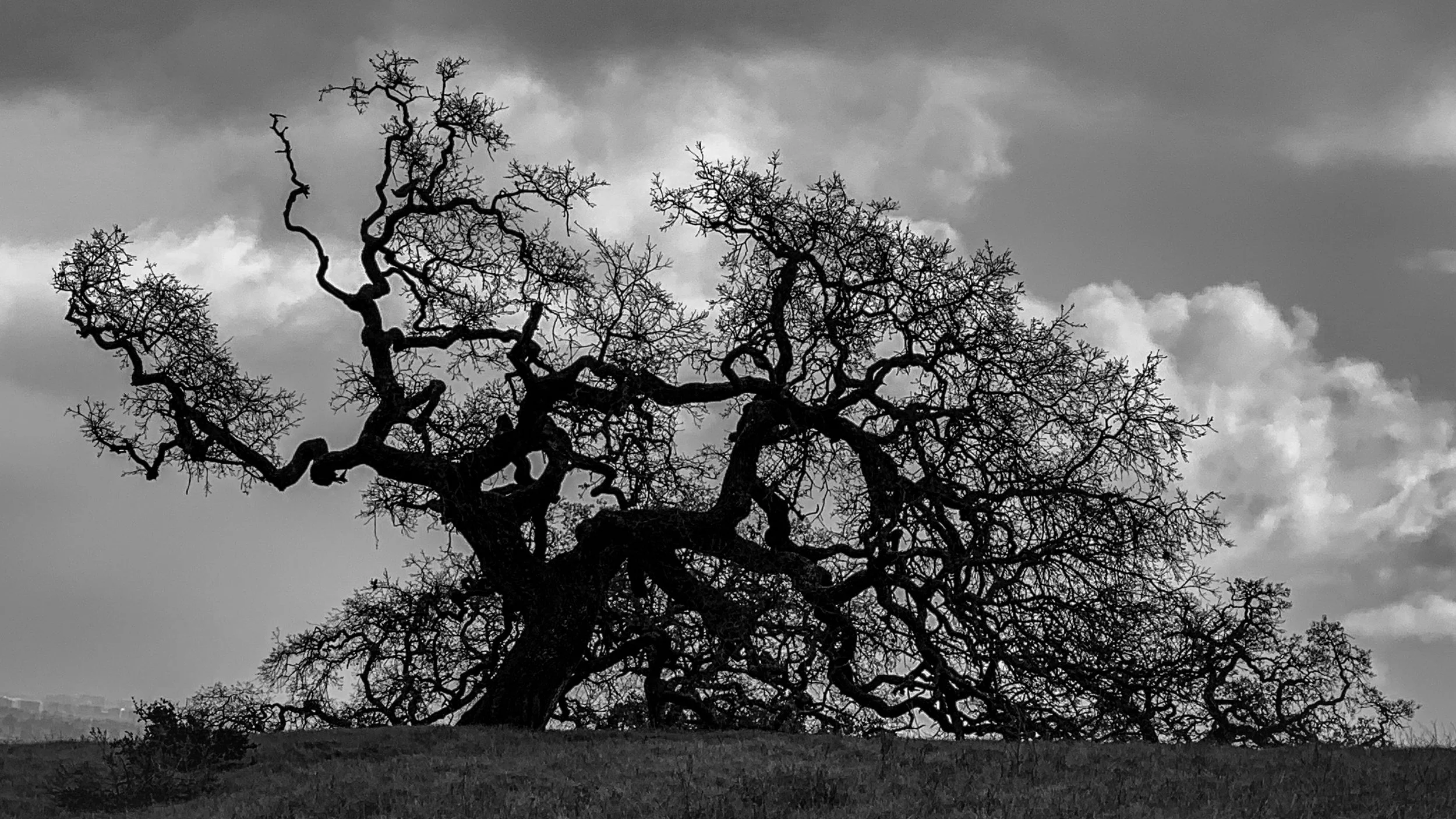 Stormy tree.  Palo Alto, California.