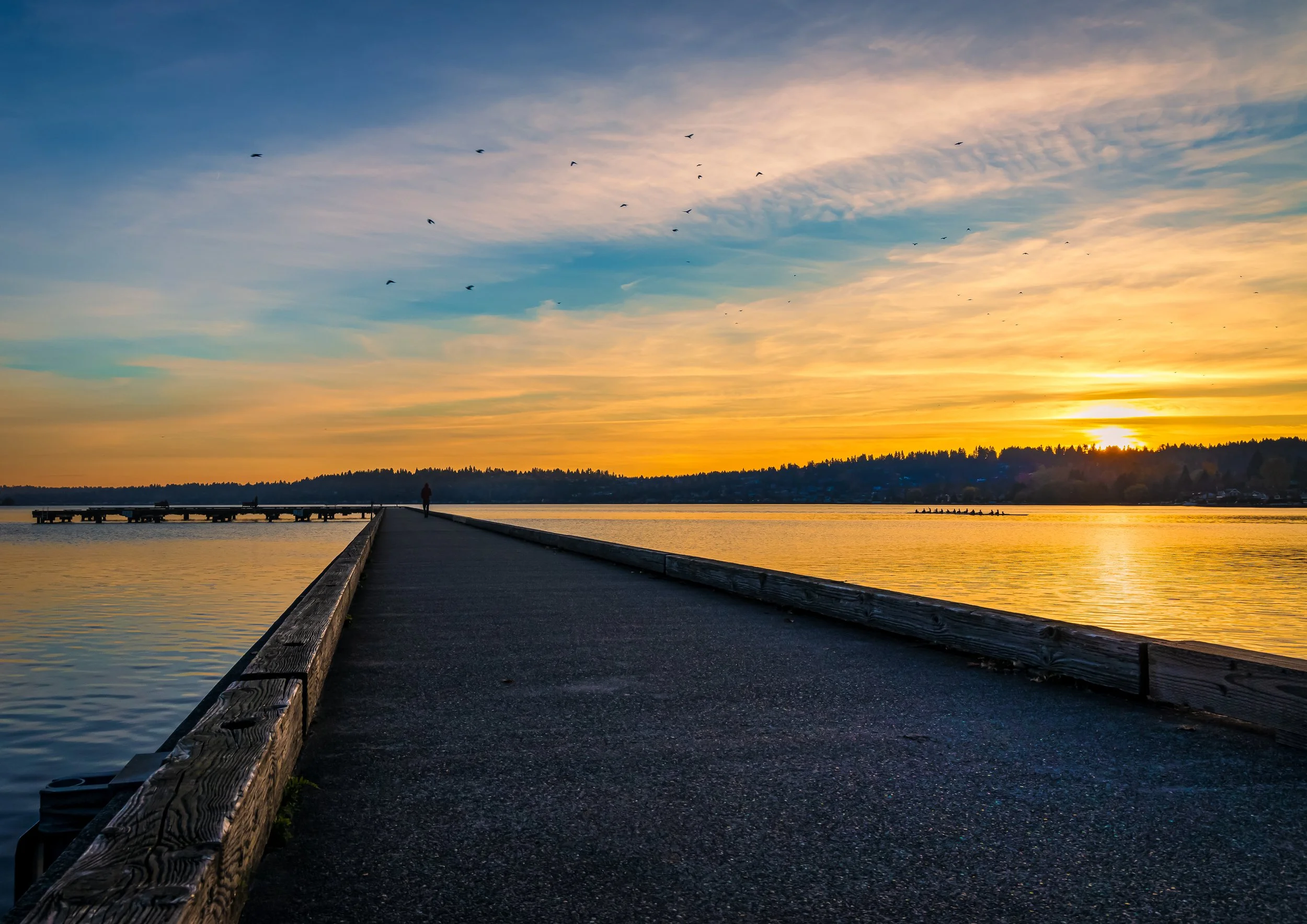 Crows and rowers head home to roost at the end of the day on Lake Washington .