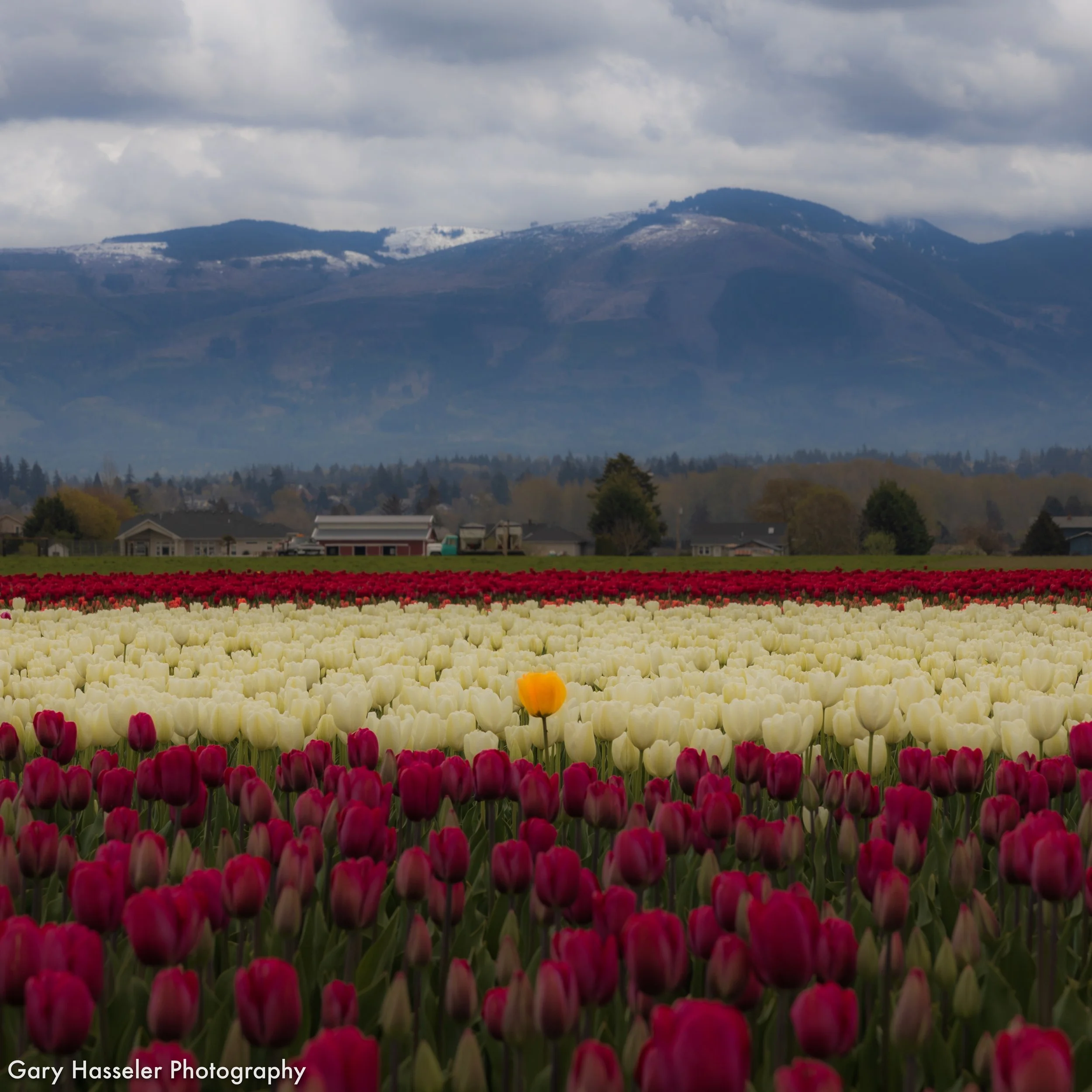 Odd one out.  Skagit Valley tulip fields, Washington state.
