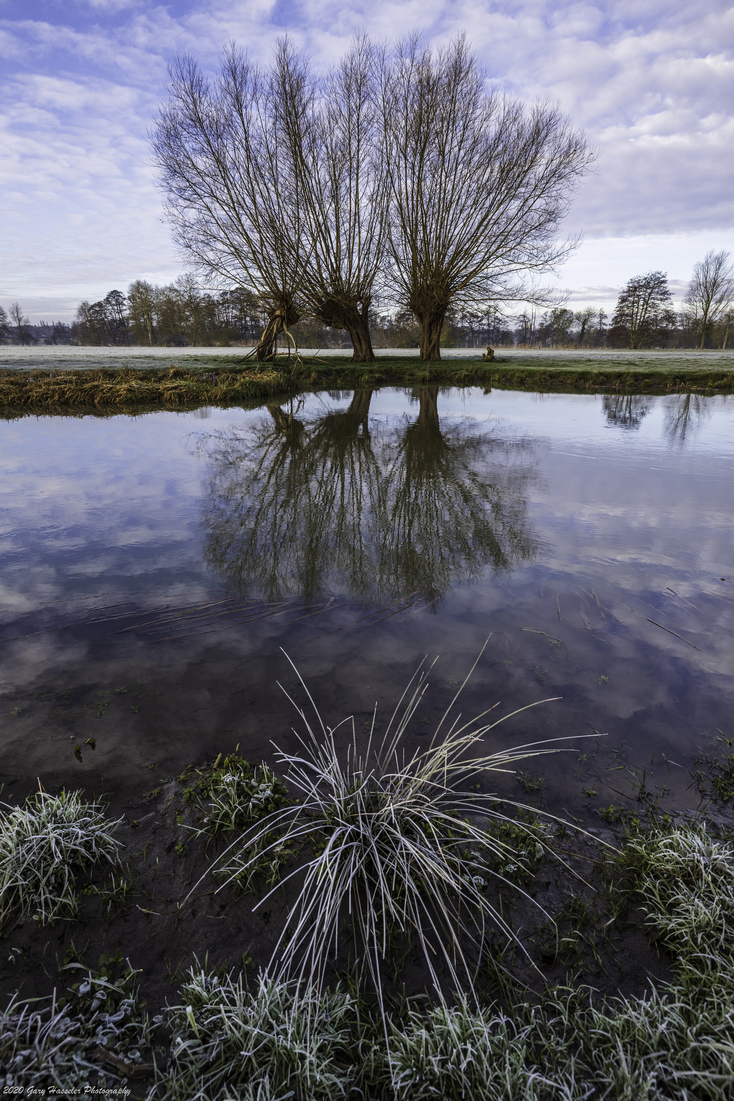 Frosty Willows and grasses.