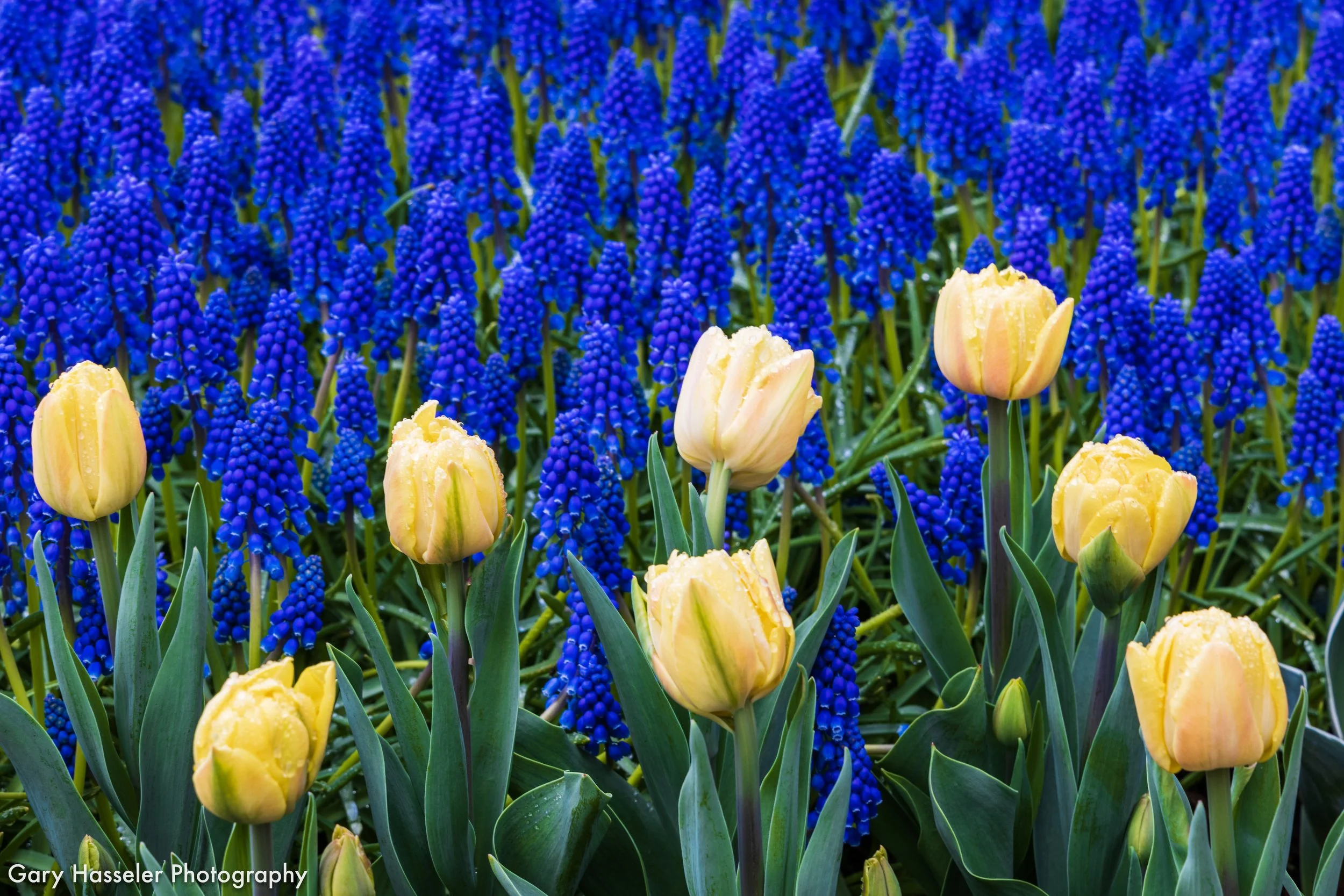 Skagit Valley tulips.