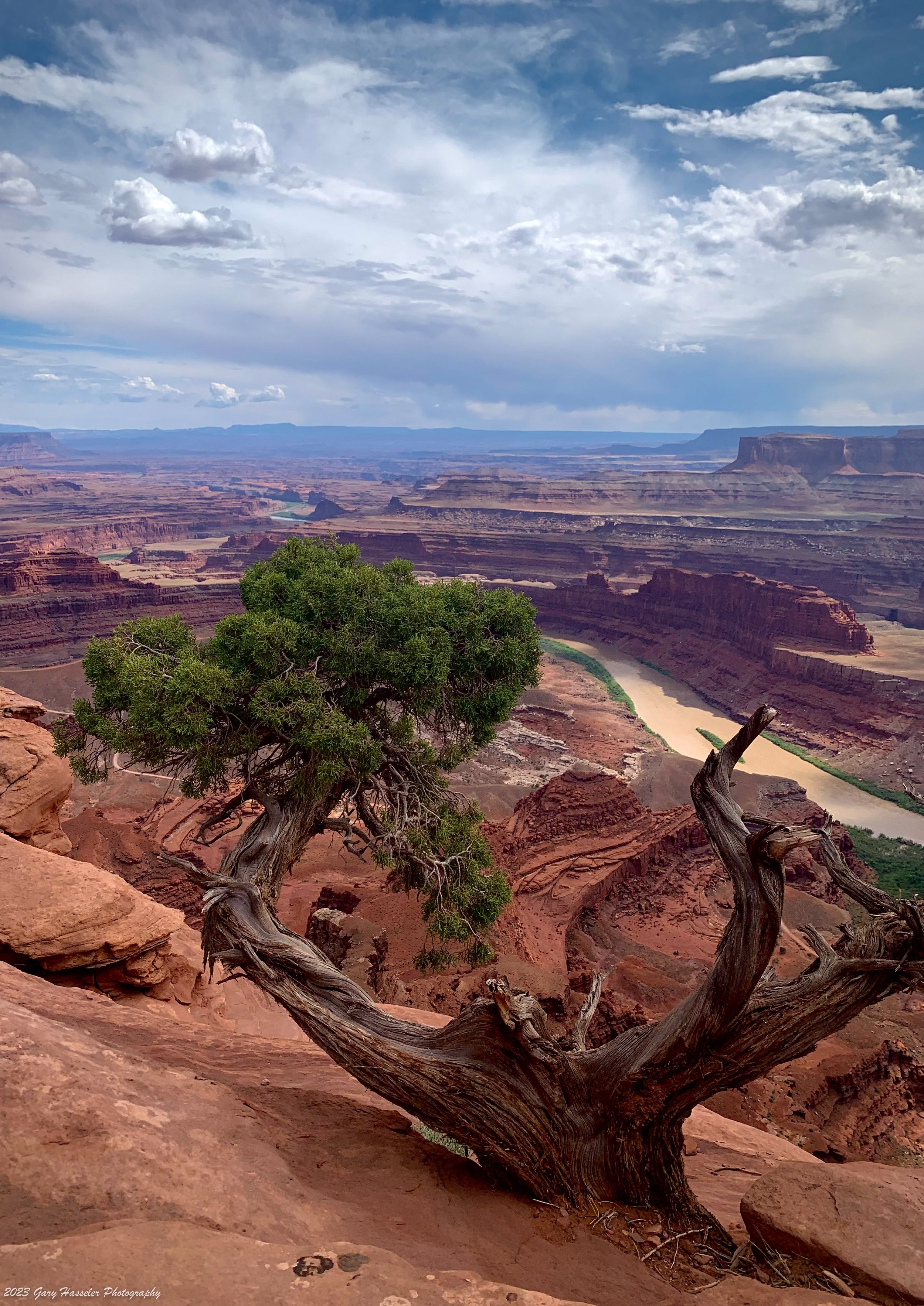 A lone Juniper tree at Deadhorse Point, Utah.