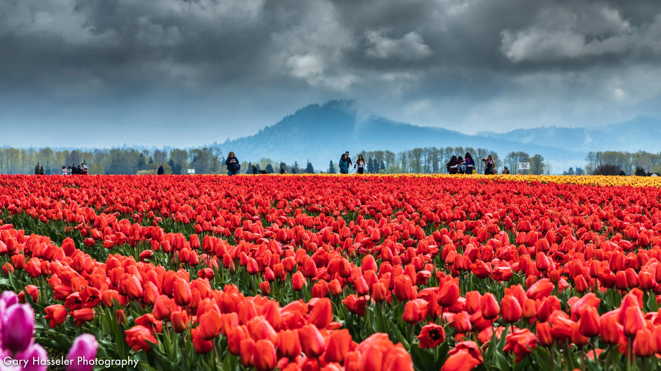Skagit Valley tulip fields.