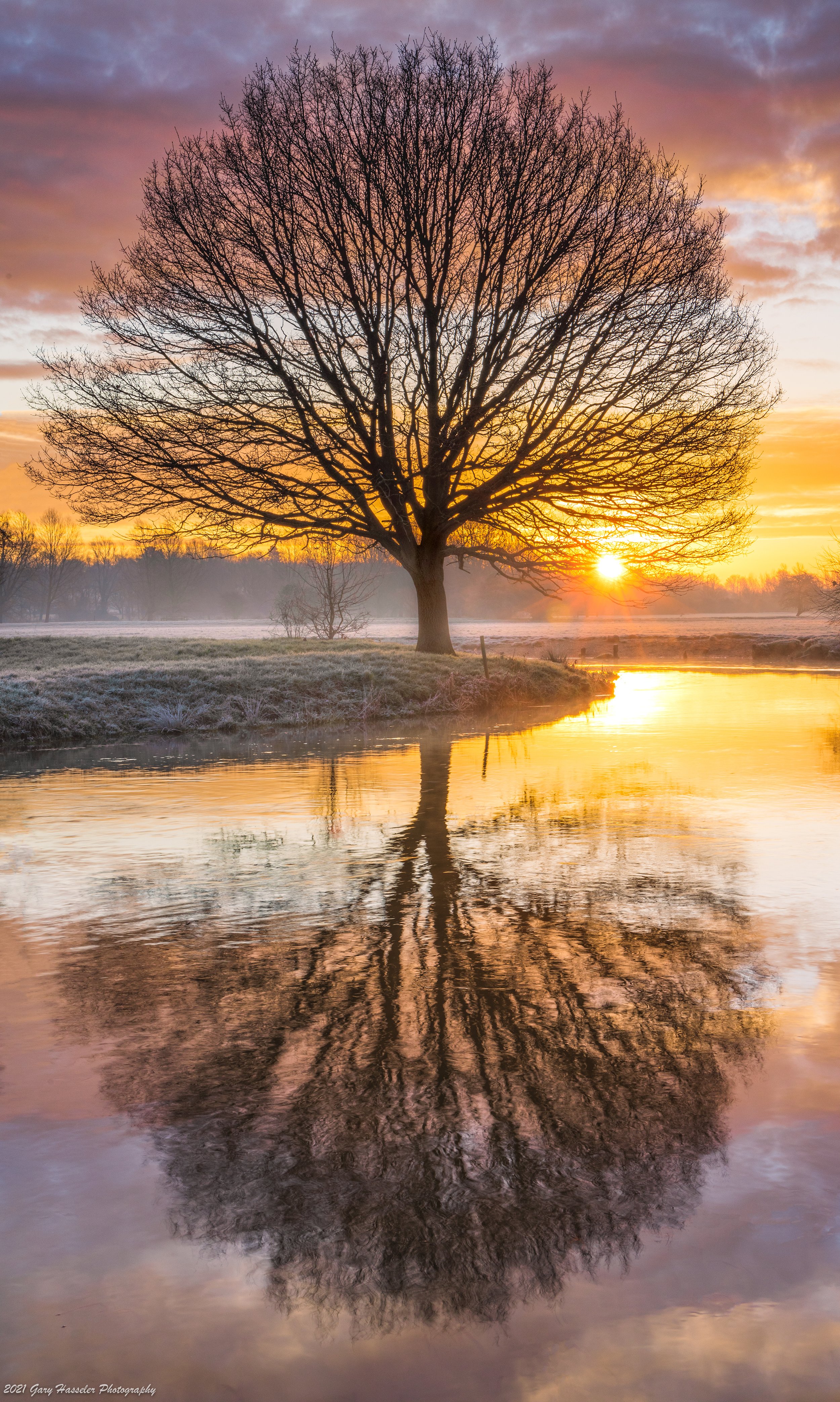 A single tree at sunrise takes on a painterly appearance in the soft light.