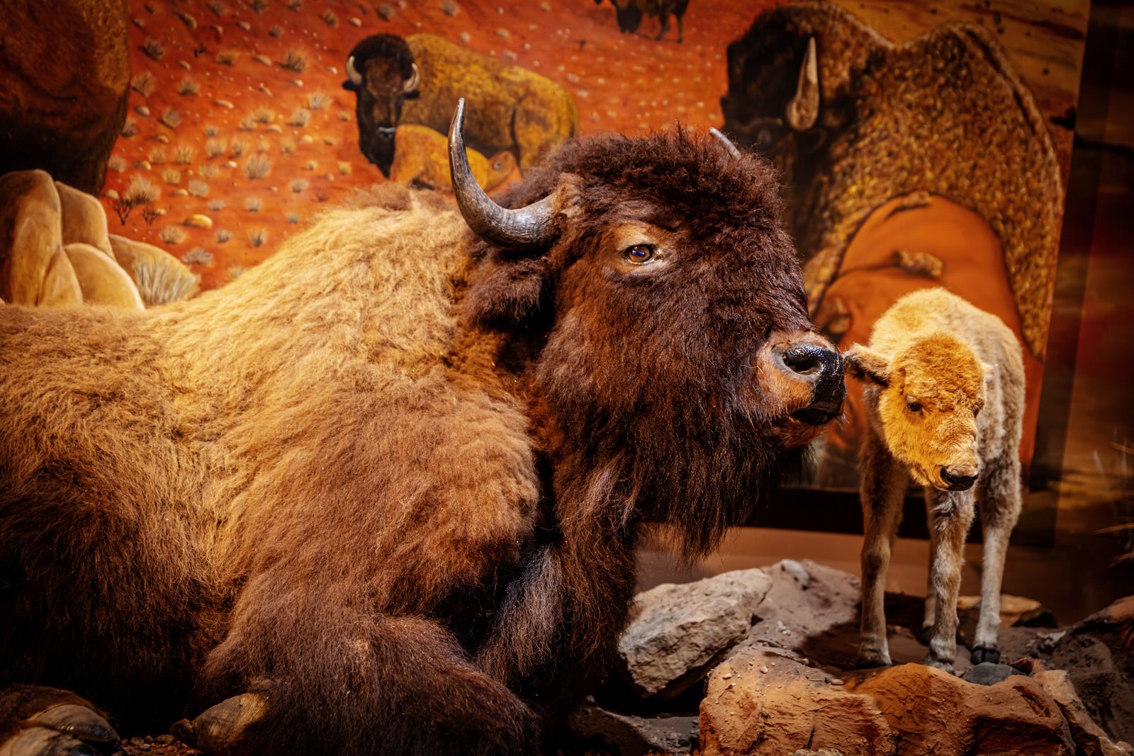 buffalo-exhibit.jpg