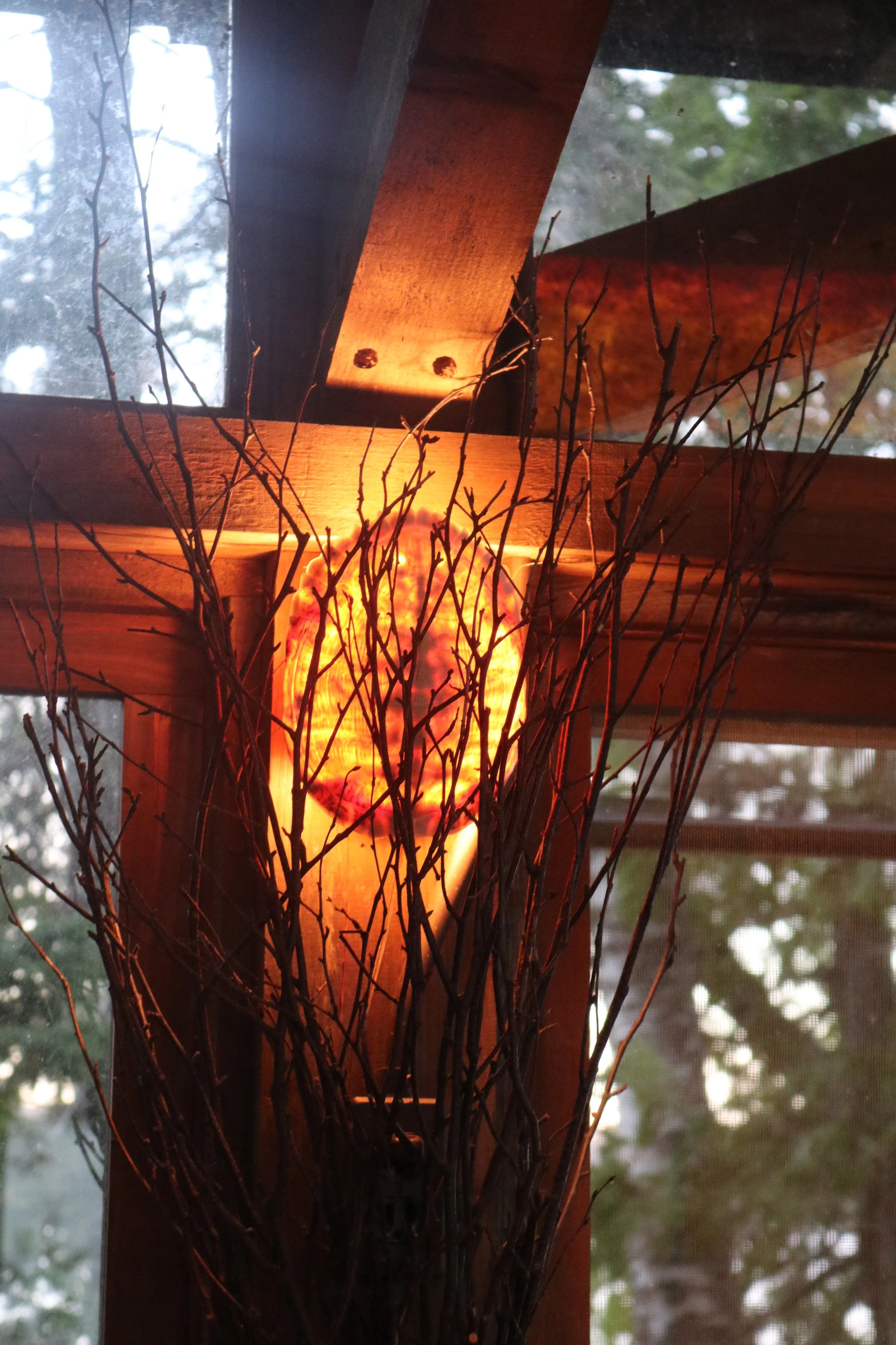 Lamp made from found turtle shell