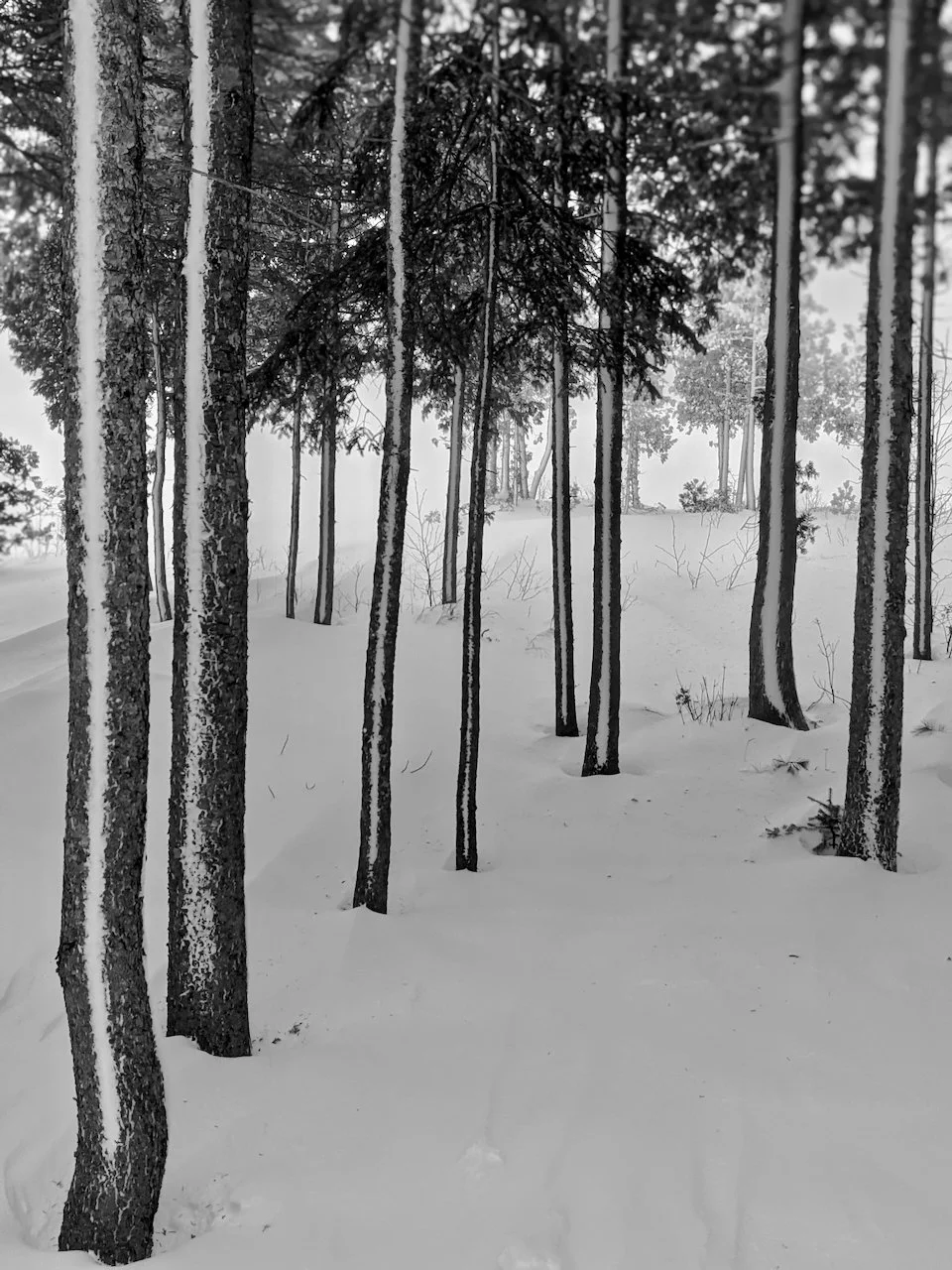 Winter patterns on trees.