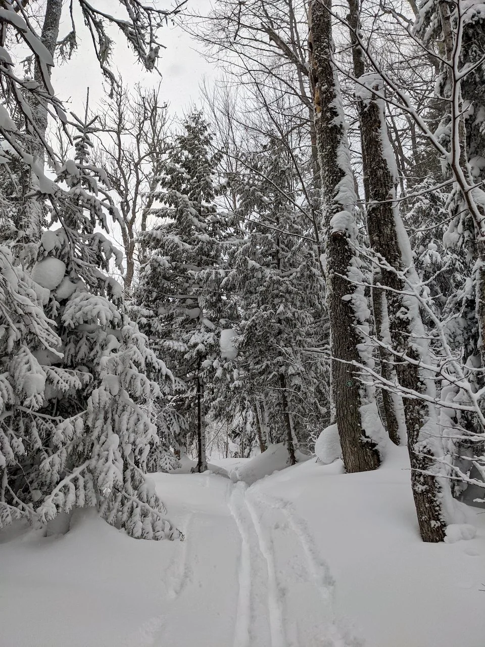 Skiing through our winter woods.
