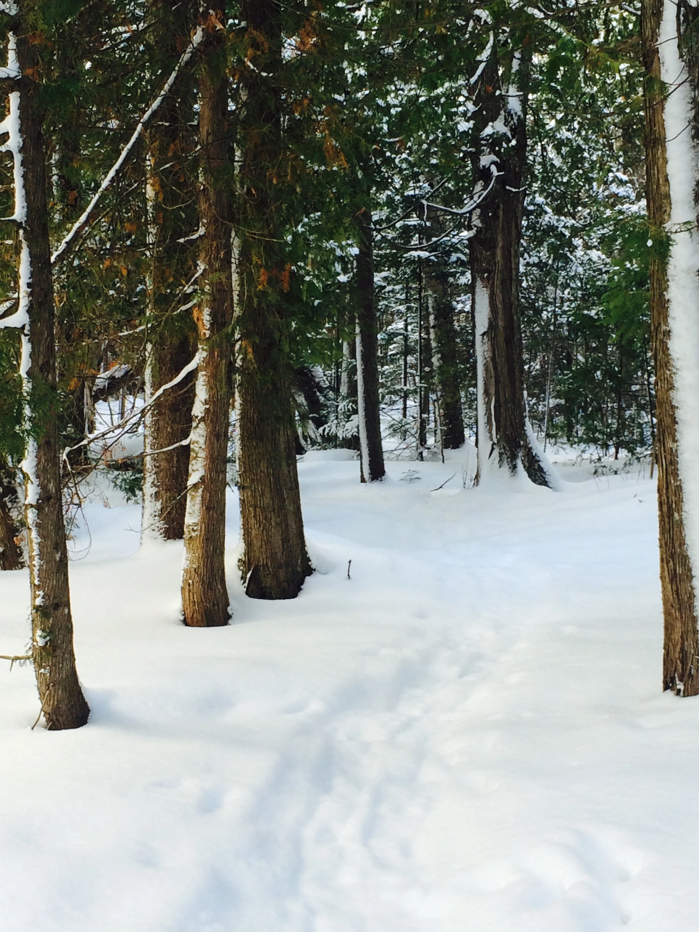 Whose woods these are I think I know...