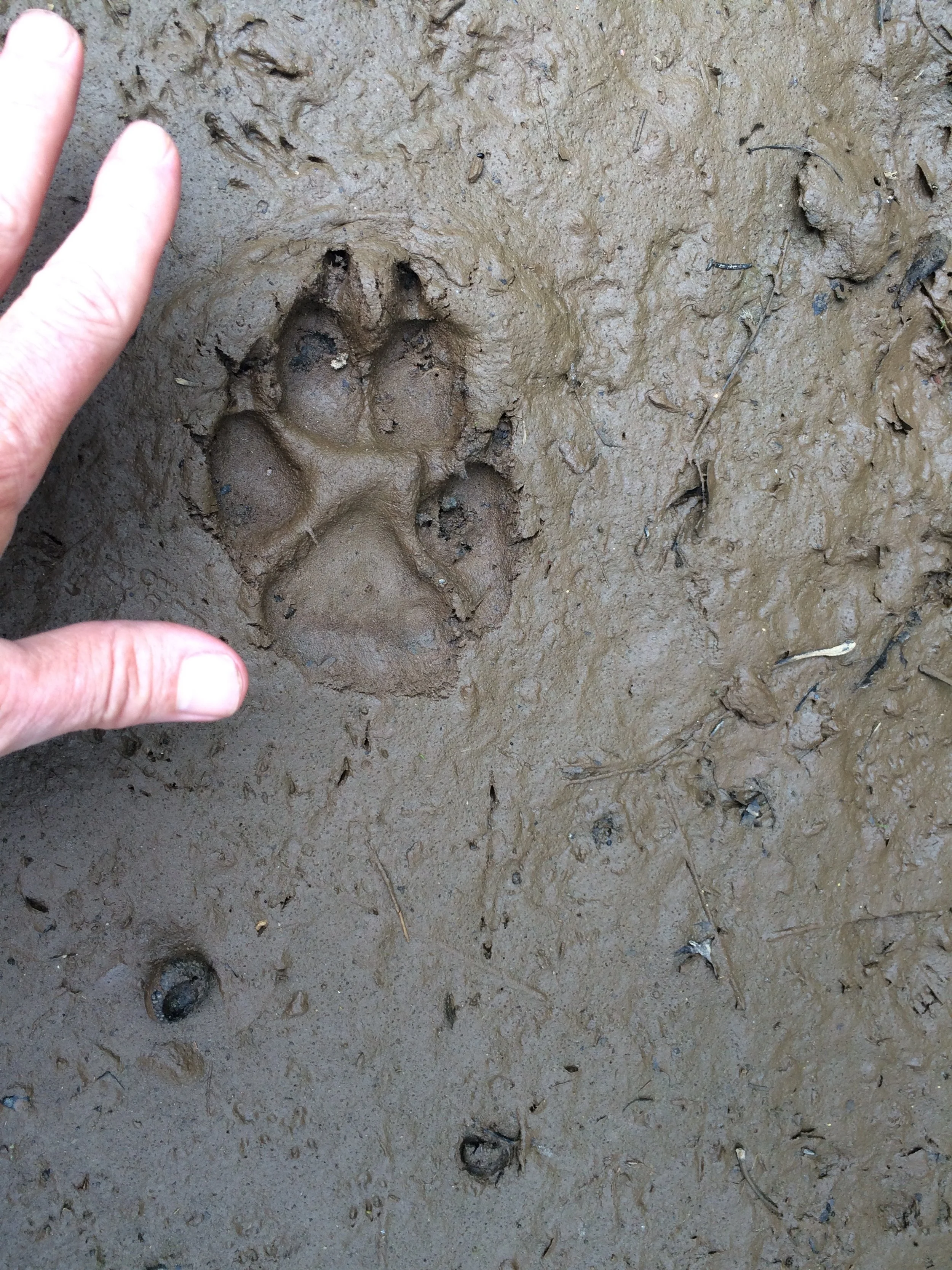 Wolf track - found on a logging road about a mile from our cabin.