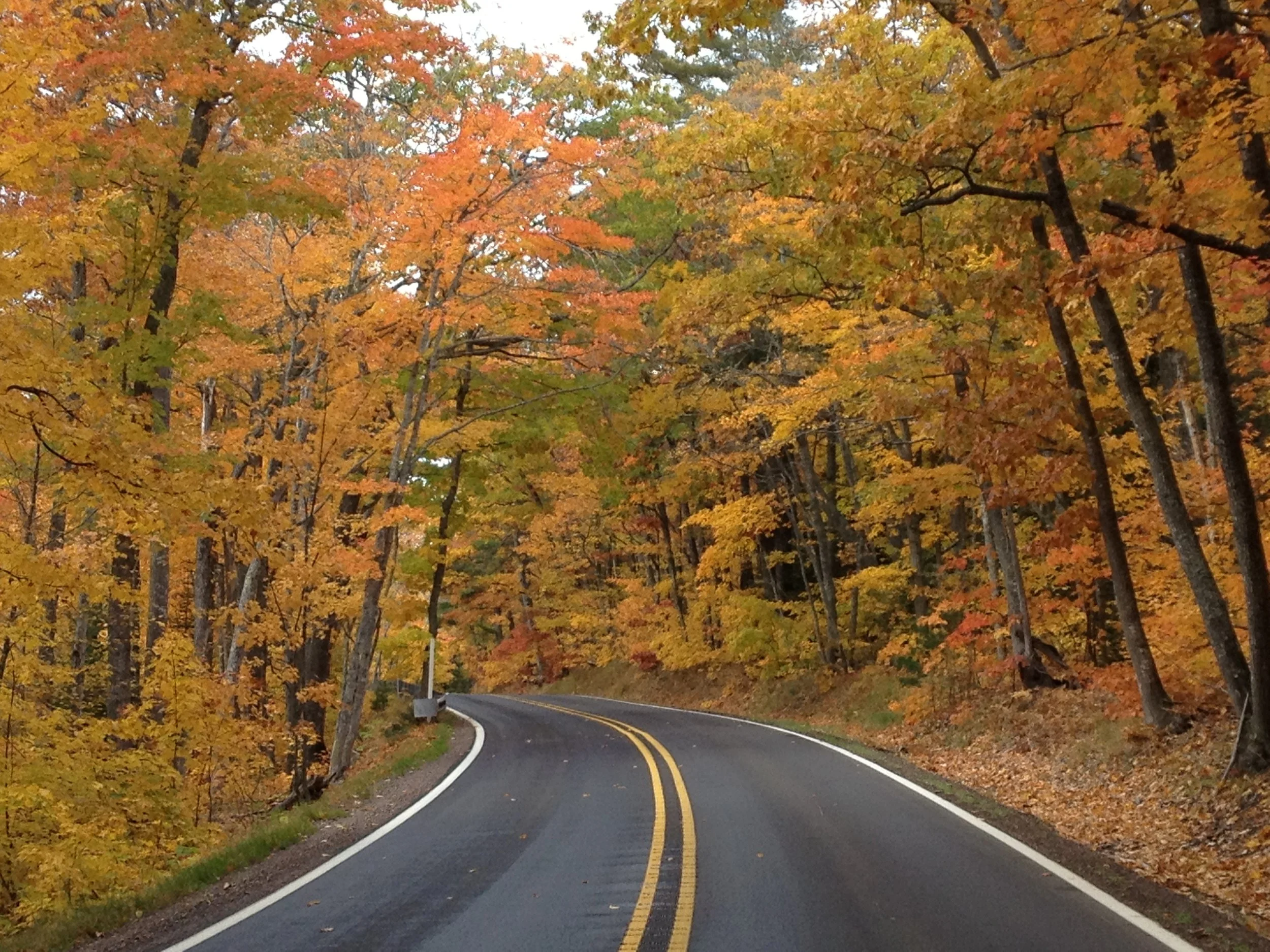 US 41 tunnel of trees