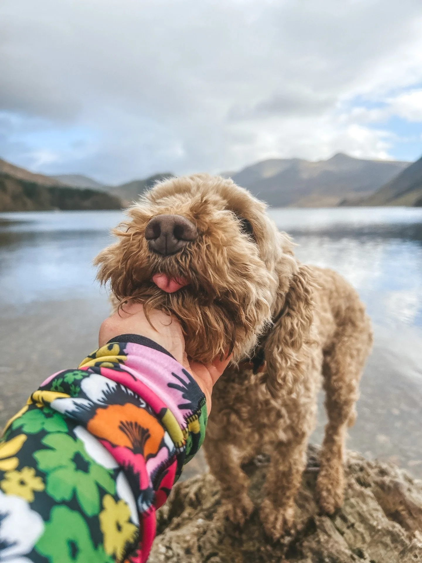 Happy Birthday Ember 🐾 

#birthdayadventures #adventuredog #cockapooadventures #cockapoolove #vanlifedogs